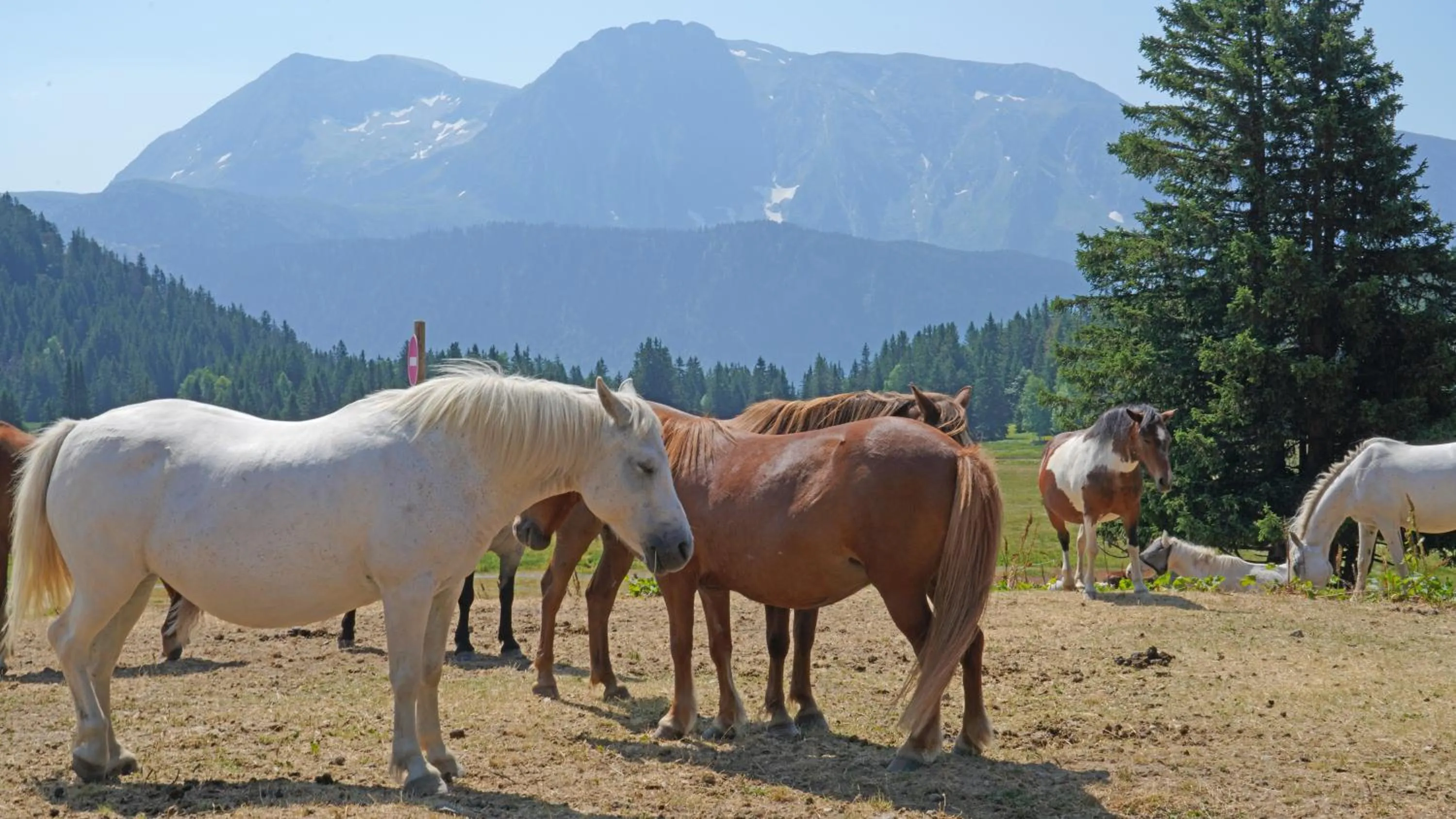 Horse-riding in Résidence Les Villages du Bachat