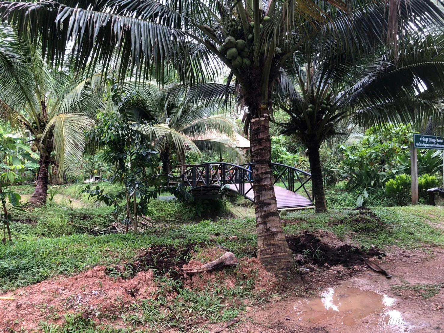 View (from property/room) in Green Happy Homestay