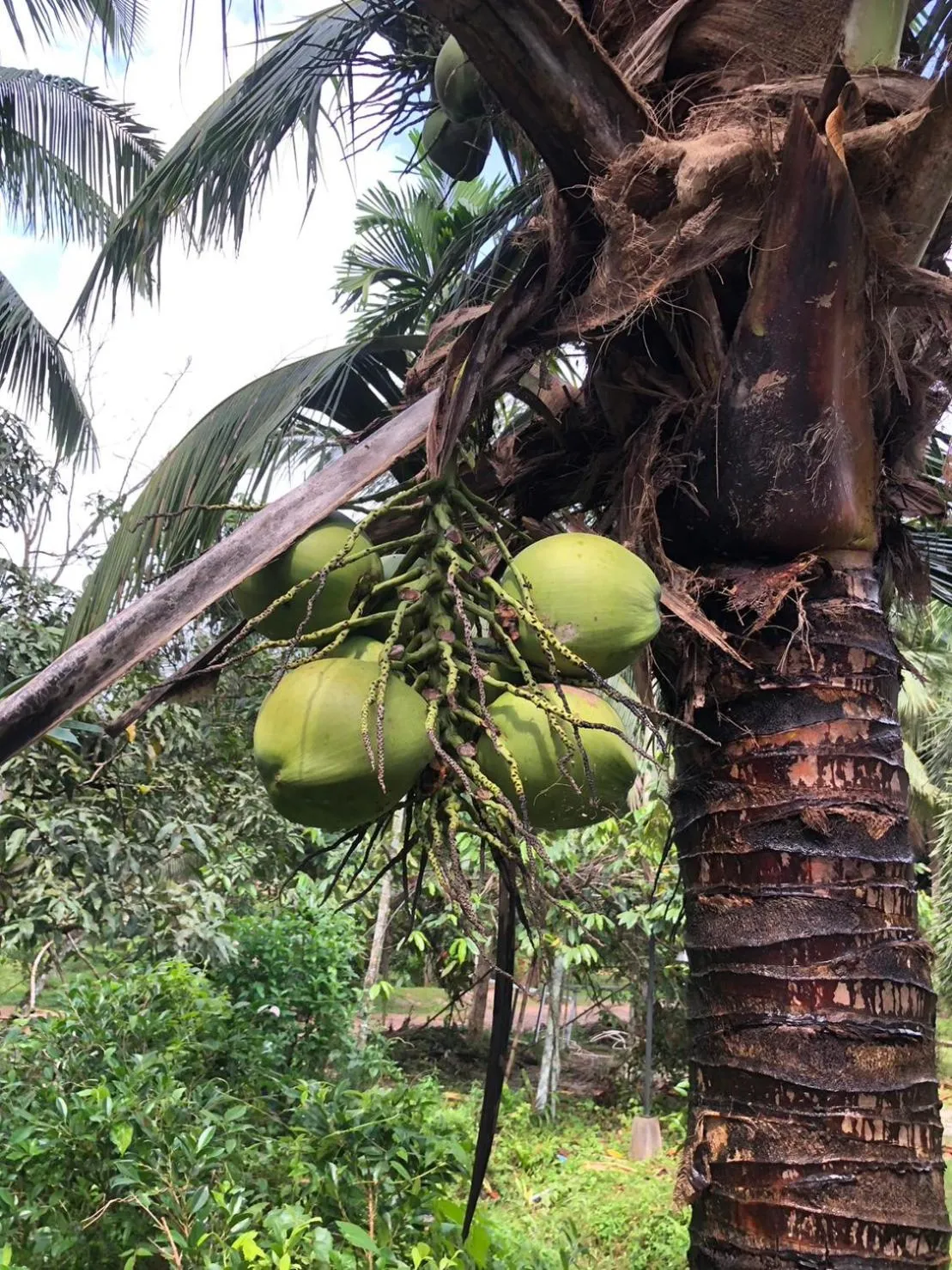 Food in Green Happy Homestay