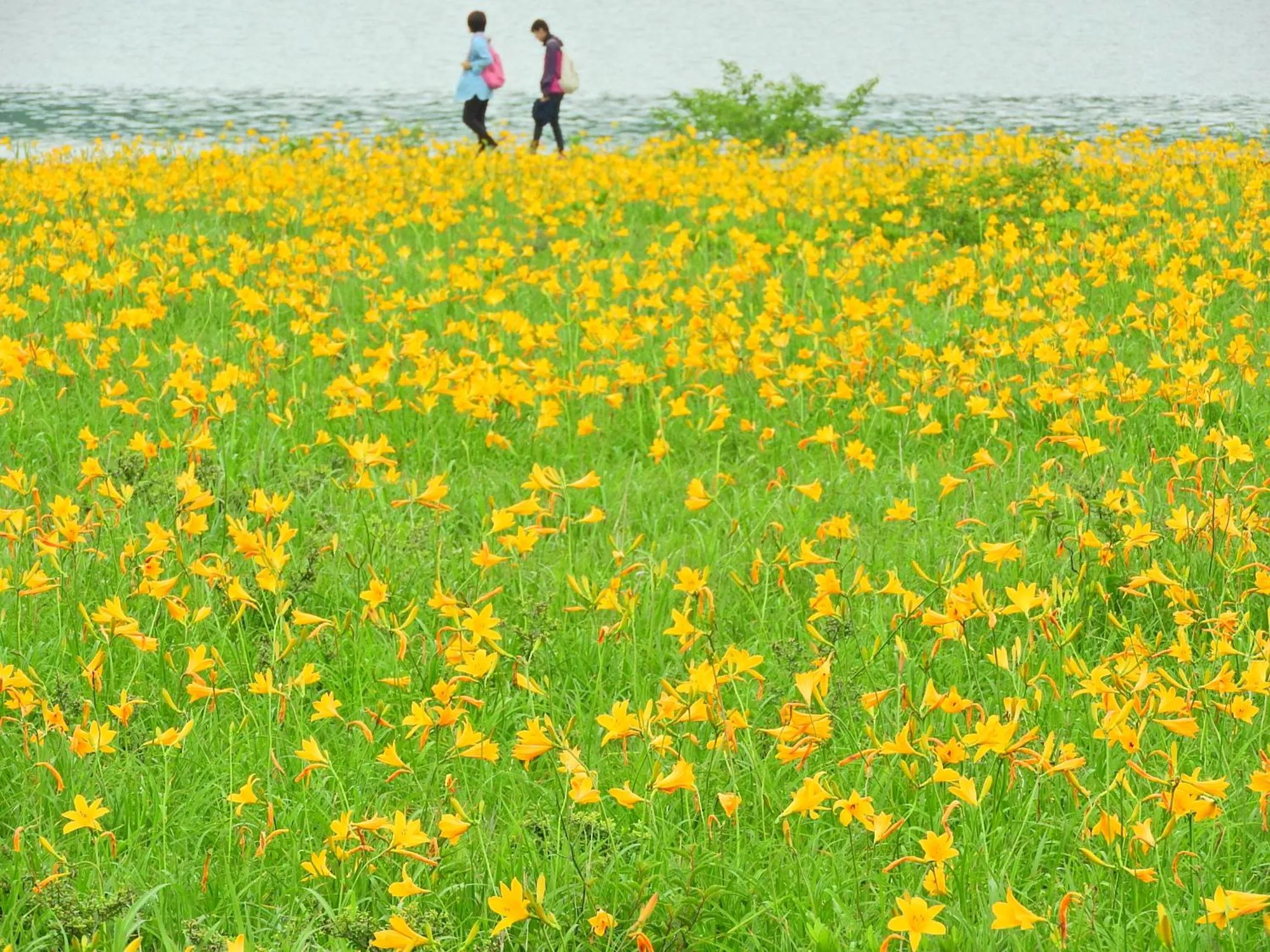 Country Inn Mori no Gorilla