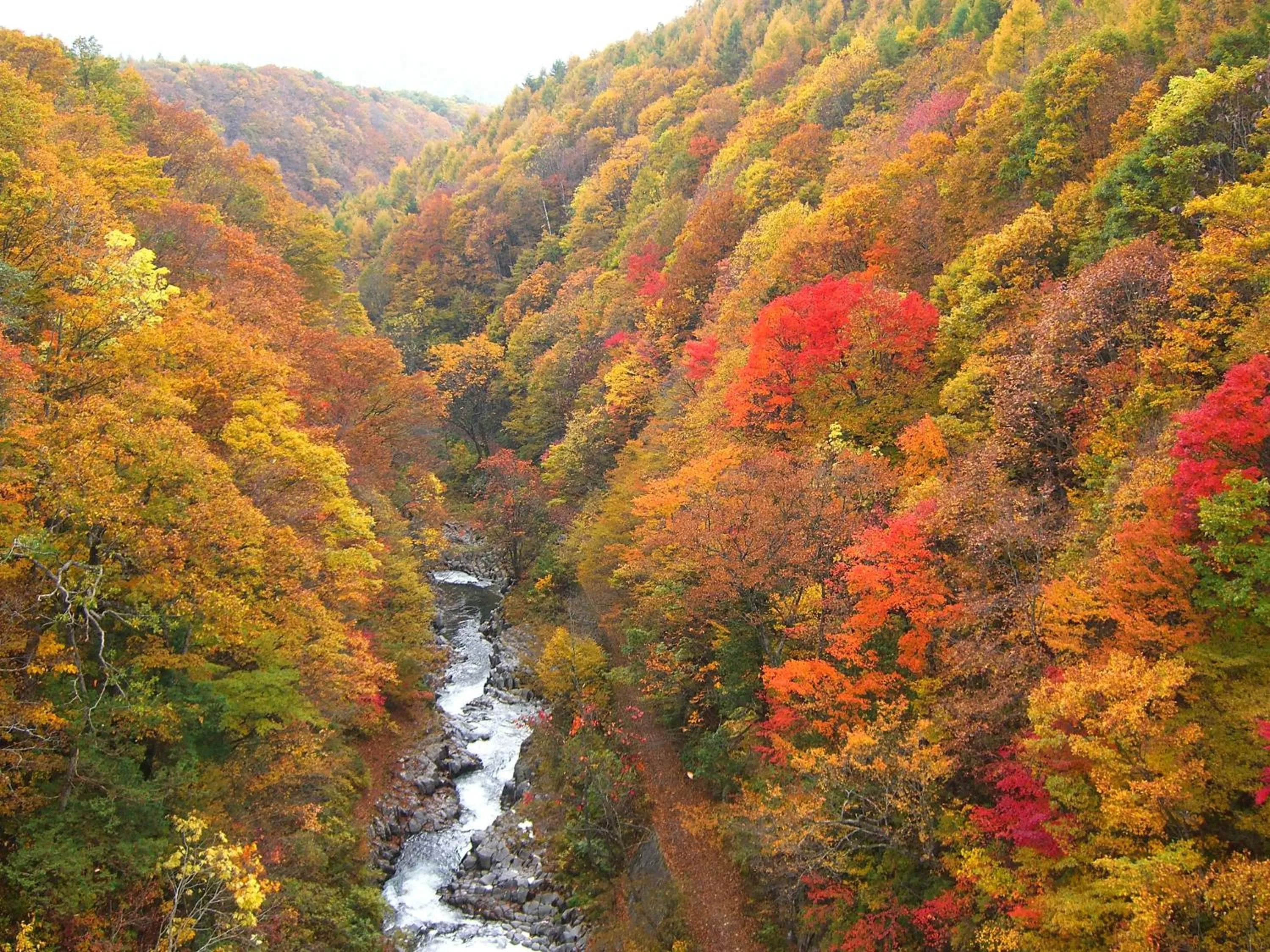 Country Inn Mori no Gorilla