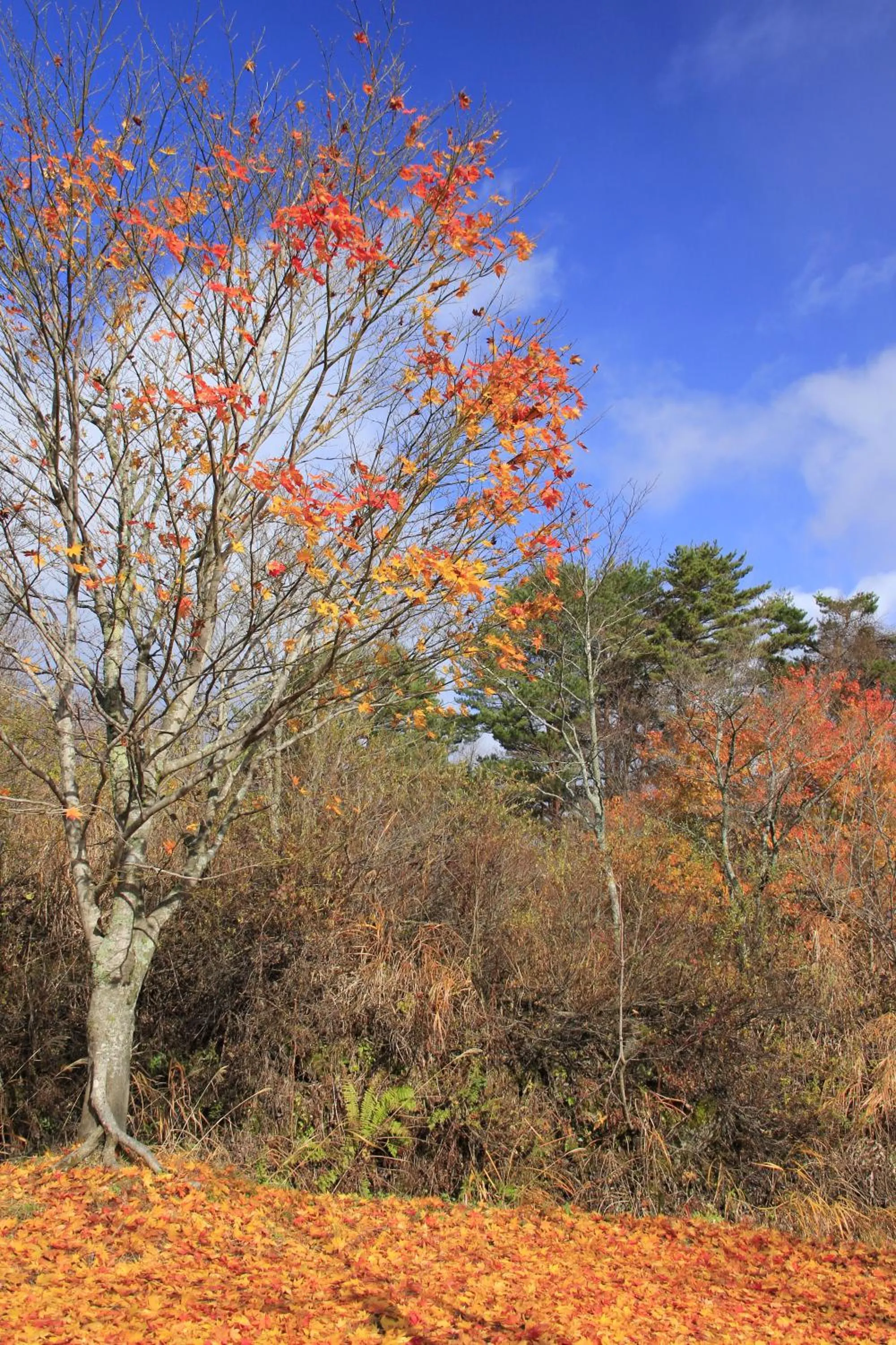 Country Inn Mori no Gorilla