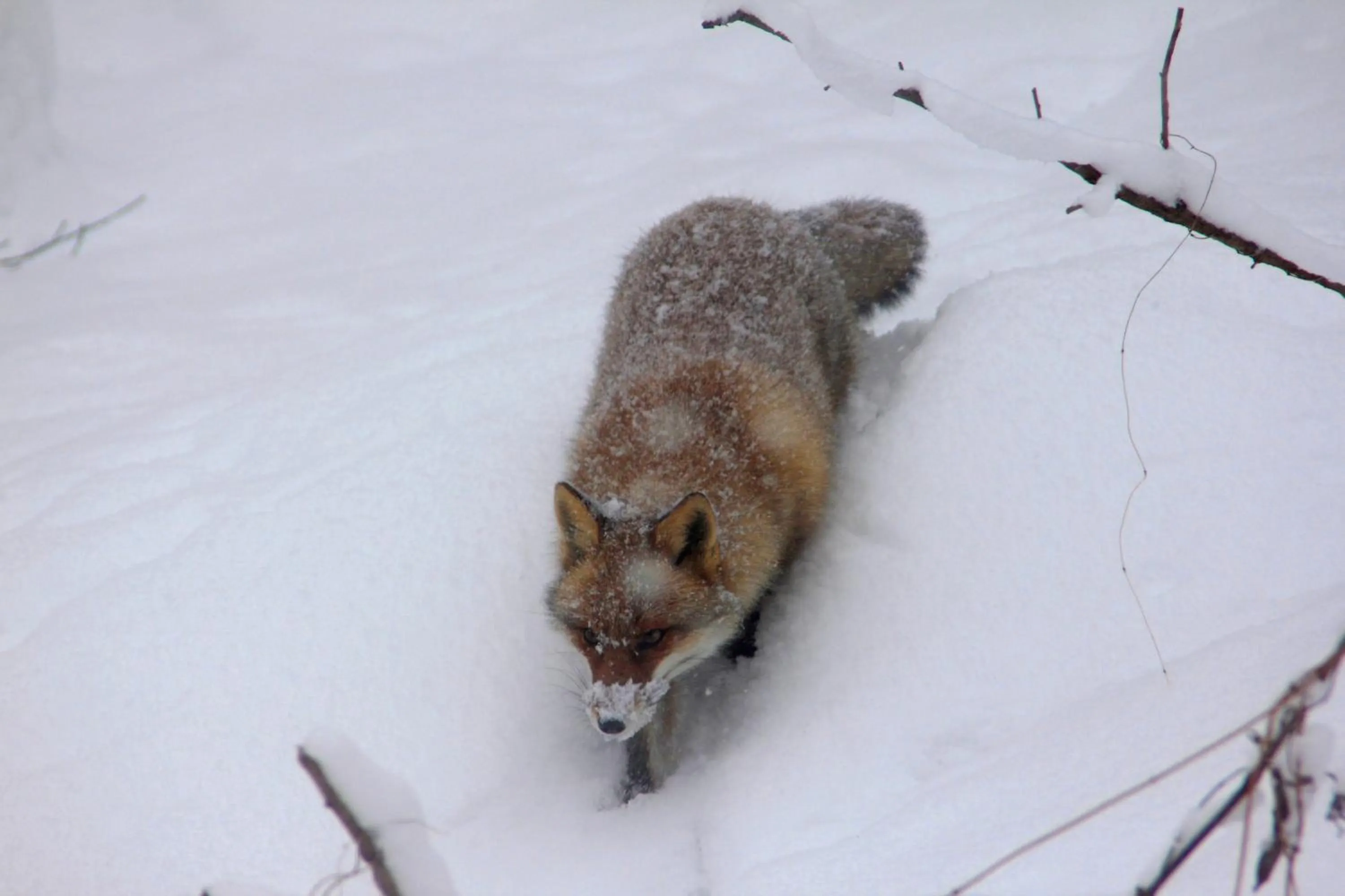 Country Inn Mori no Gorilla