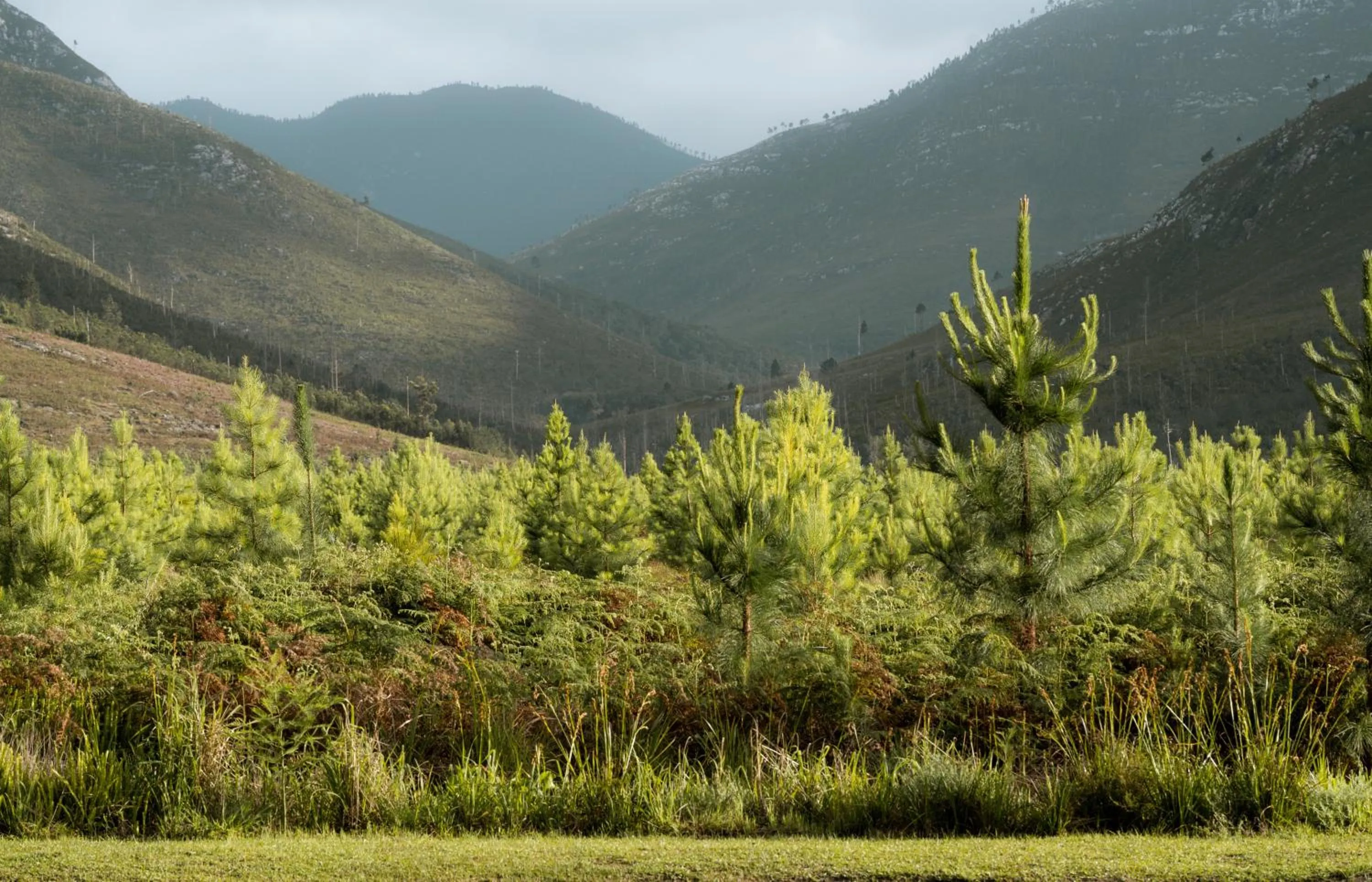 View (from property/room) in Tsitsikamma Lodge & Spa