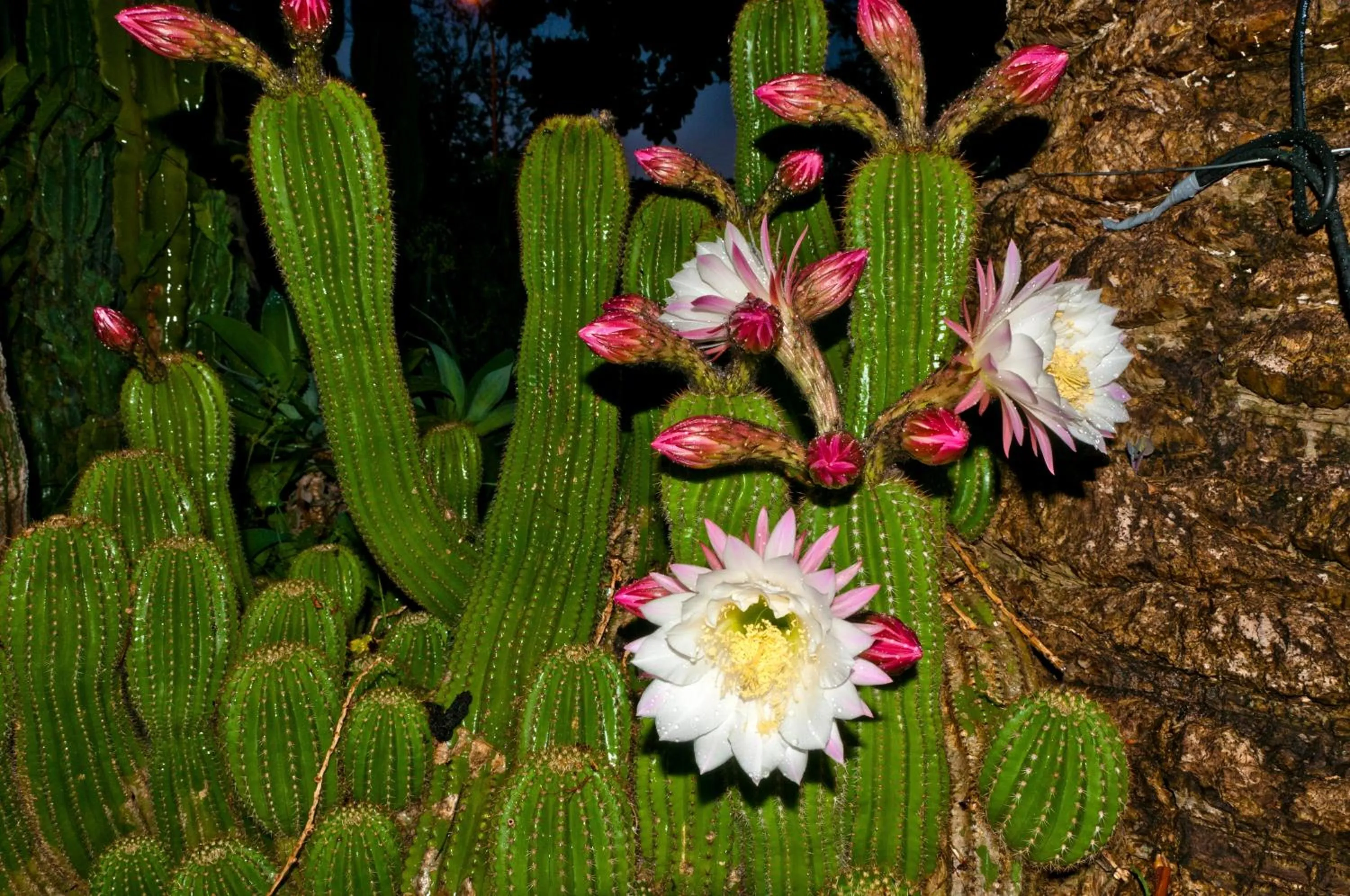 Garden in Hotel Villa Franca