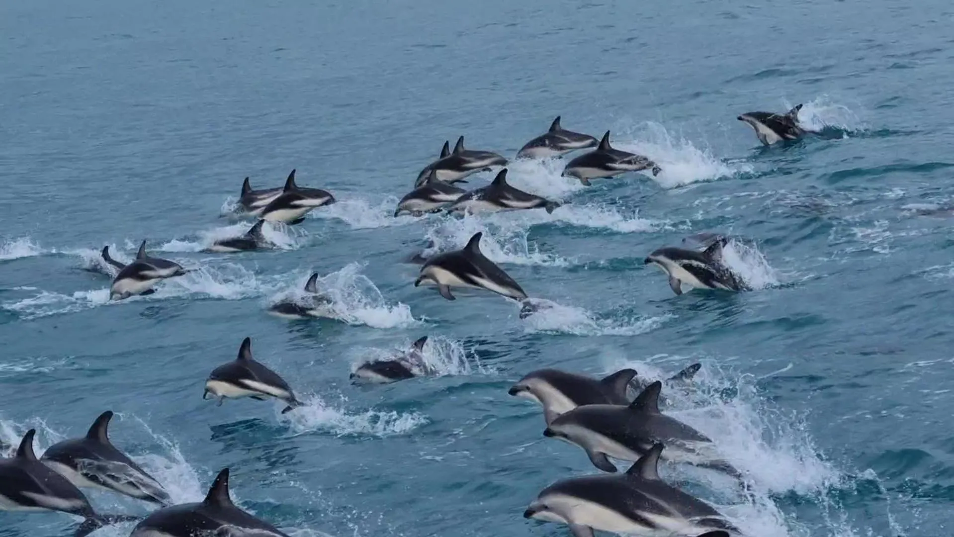 Animals in Kaikoura Quality Suites