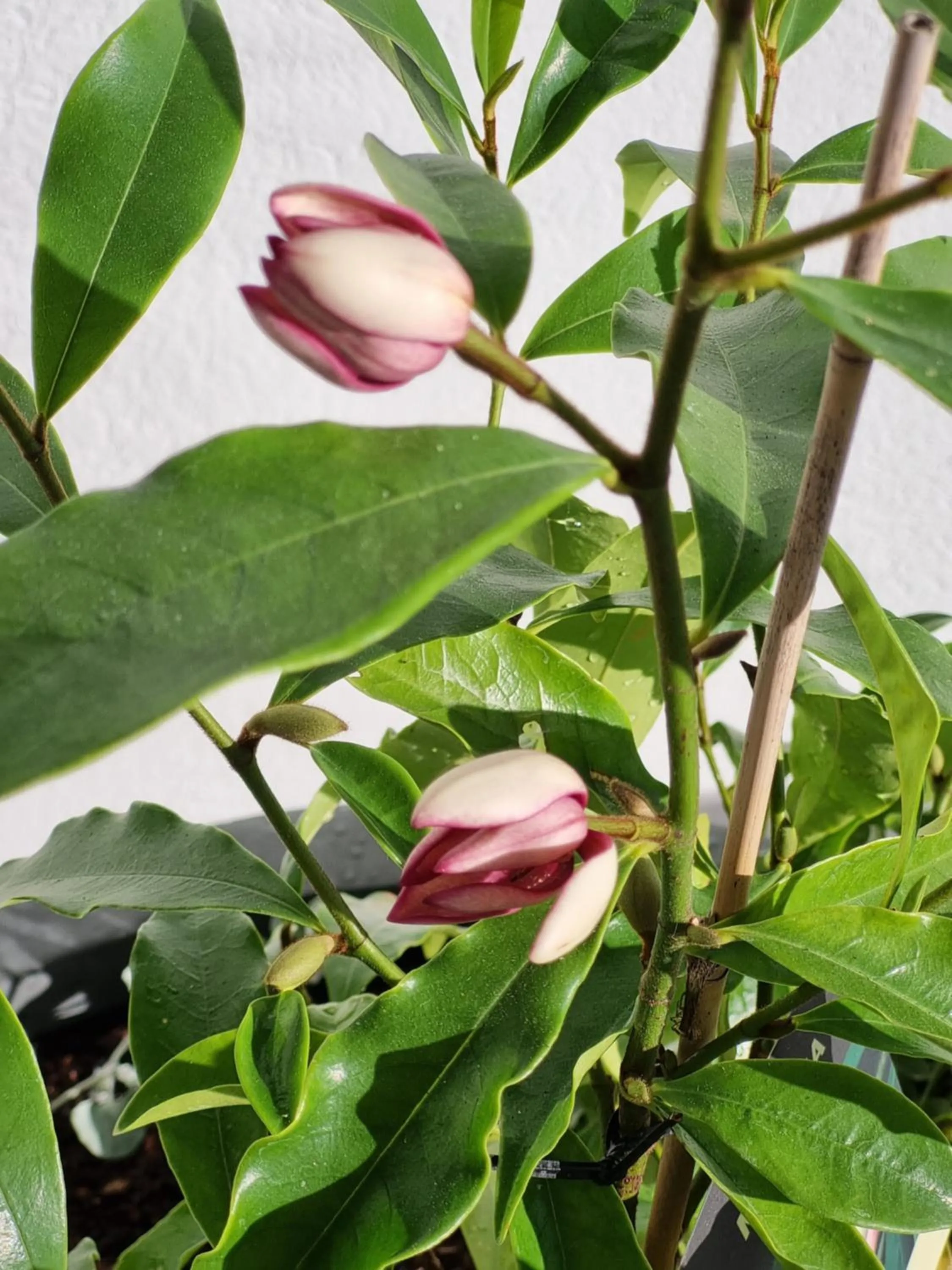 Garden in Kaikoura Quality Suites