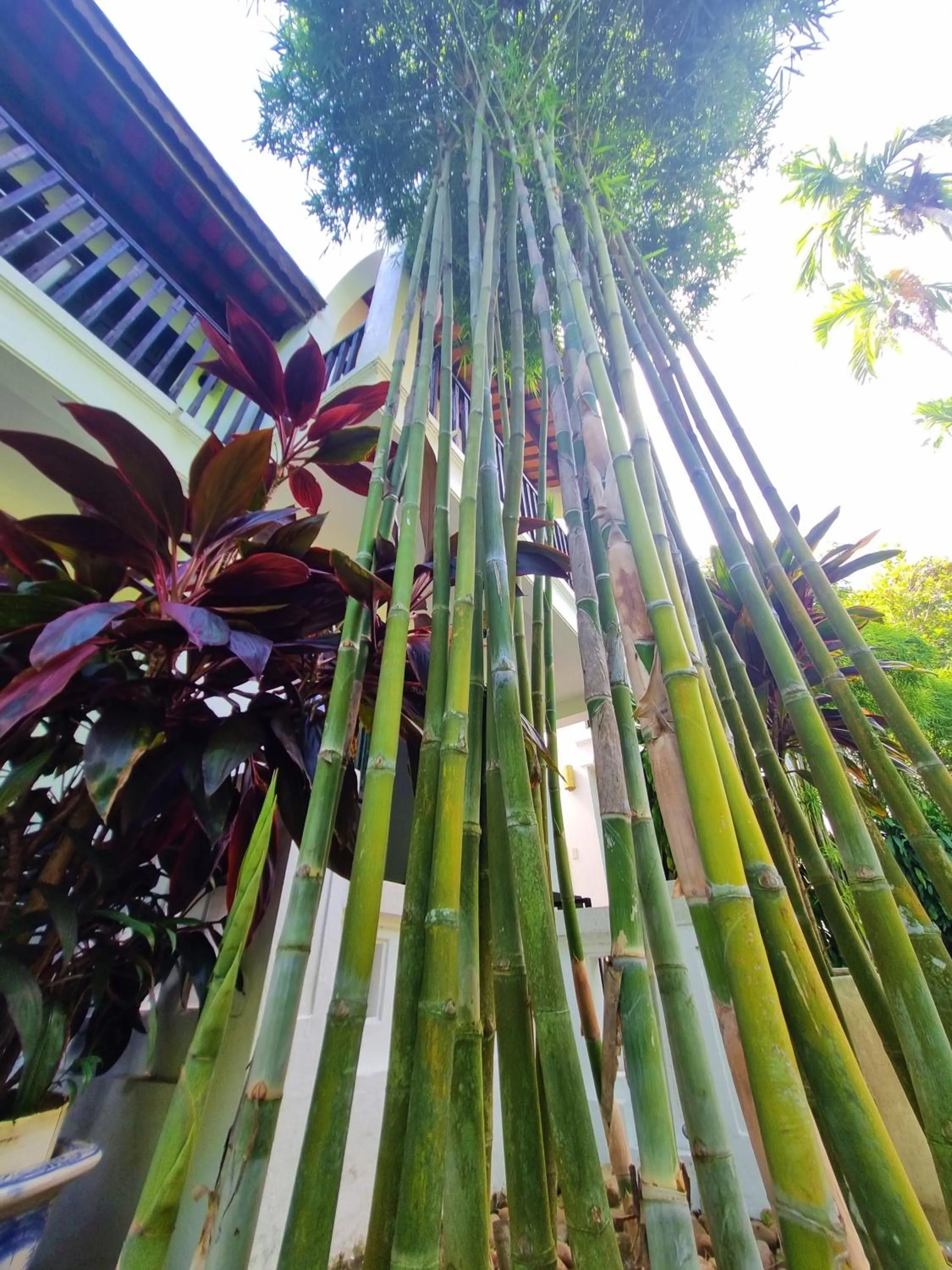 Garden in Hoi An Ancient House Resort & Spa