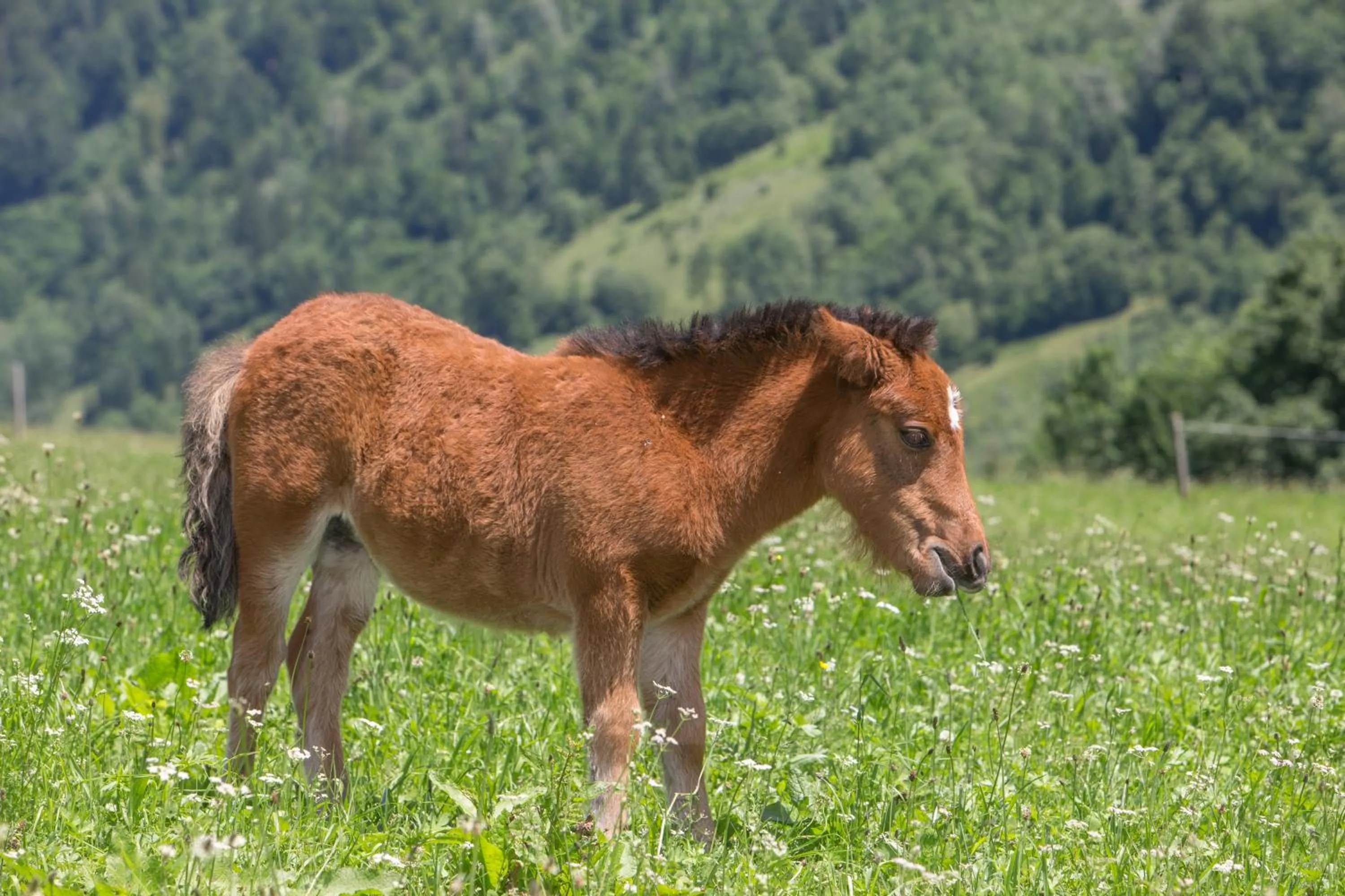 Animals in Feriendorf Ponyhof