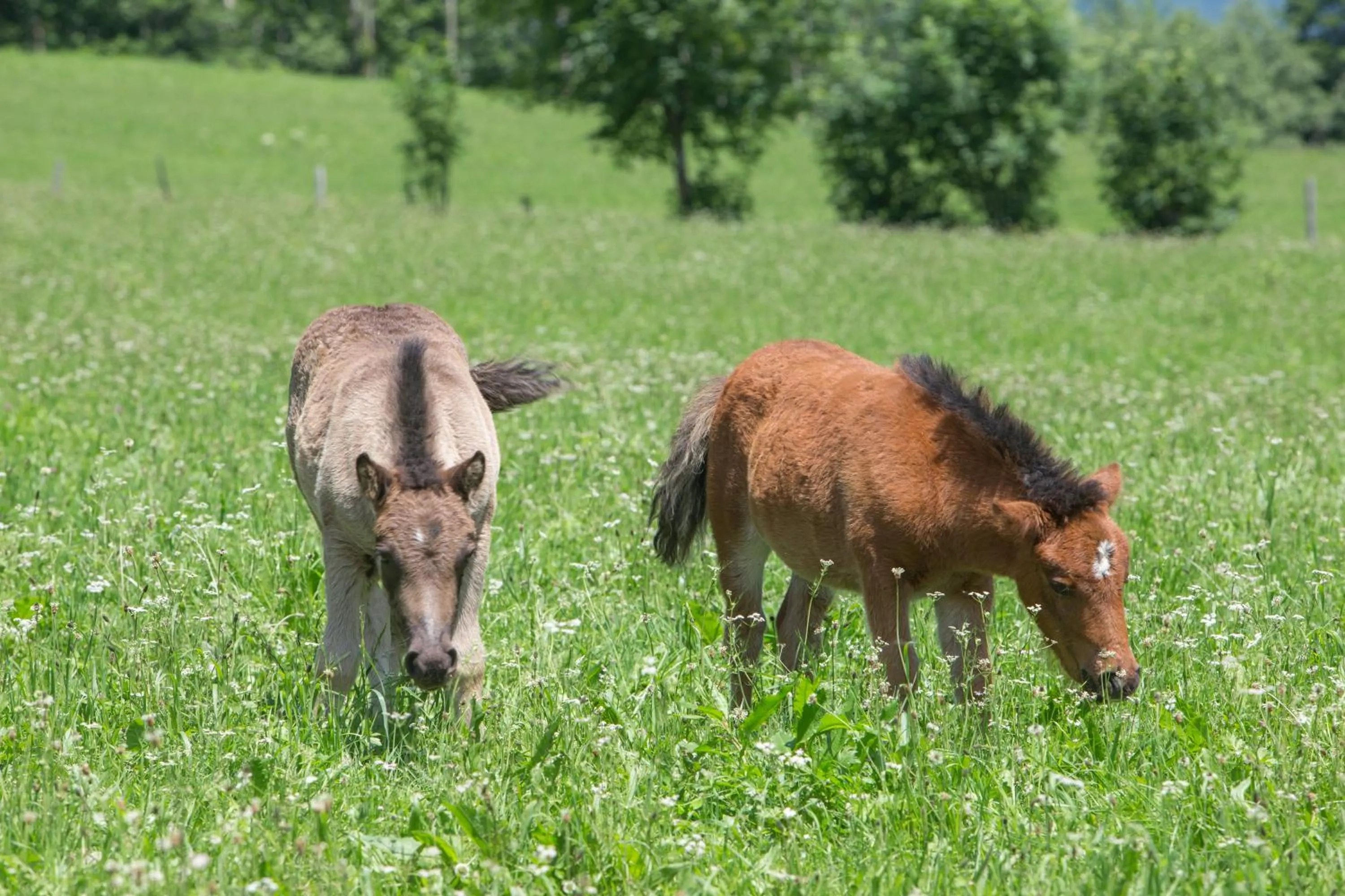 Animals in Feriendorf Ponyhof