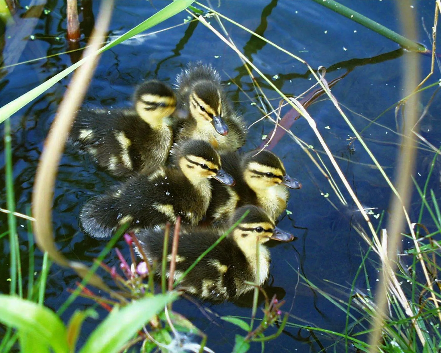 Animals in Seehotel Luisenhof
