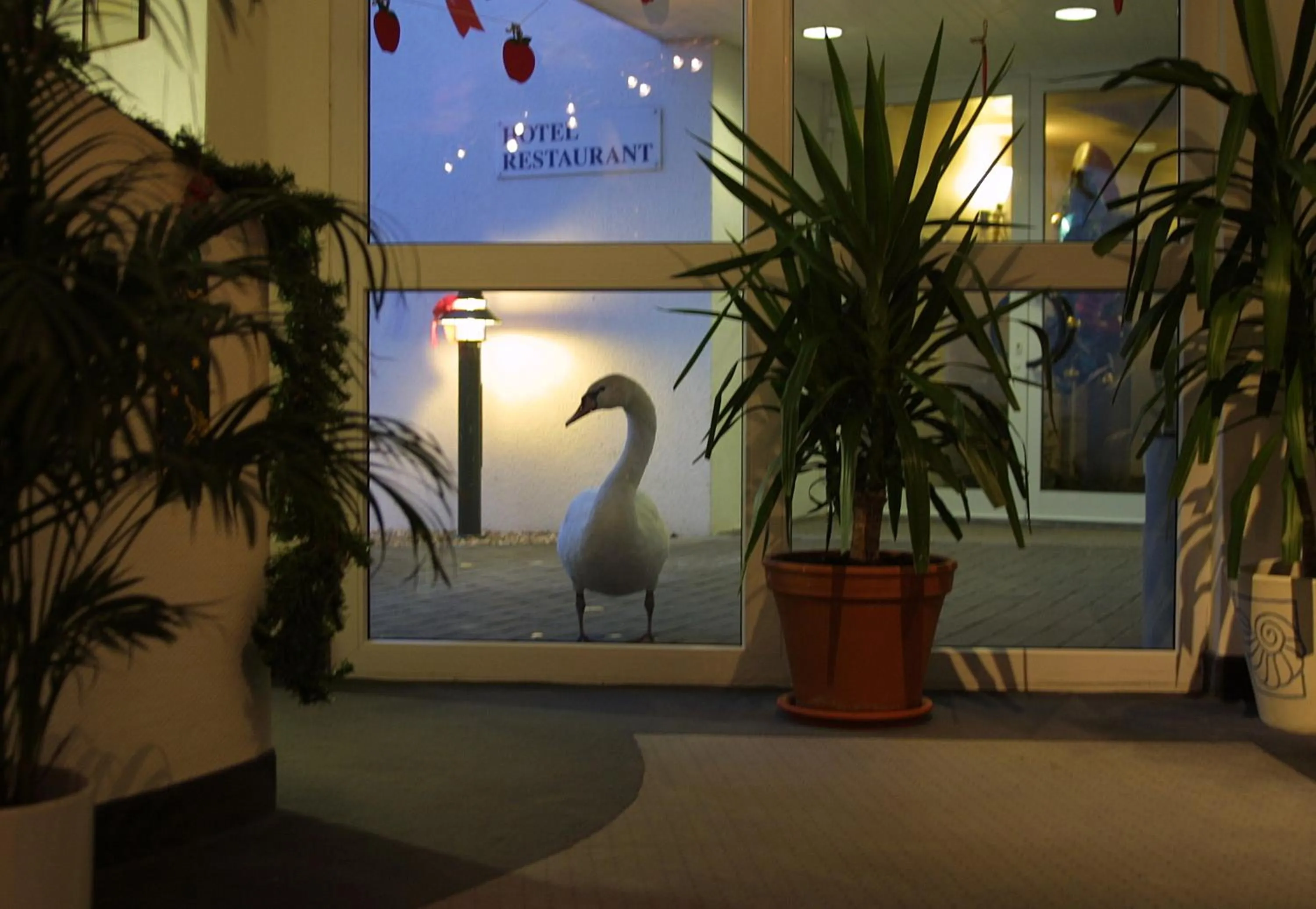 Animals in Seehotel Luisenhof