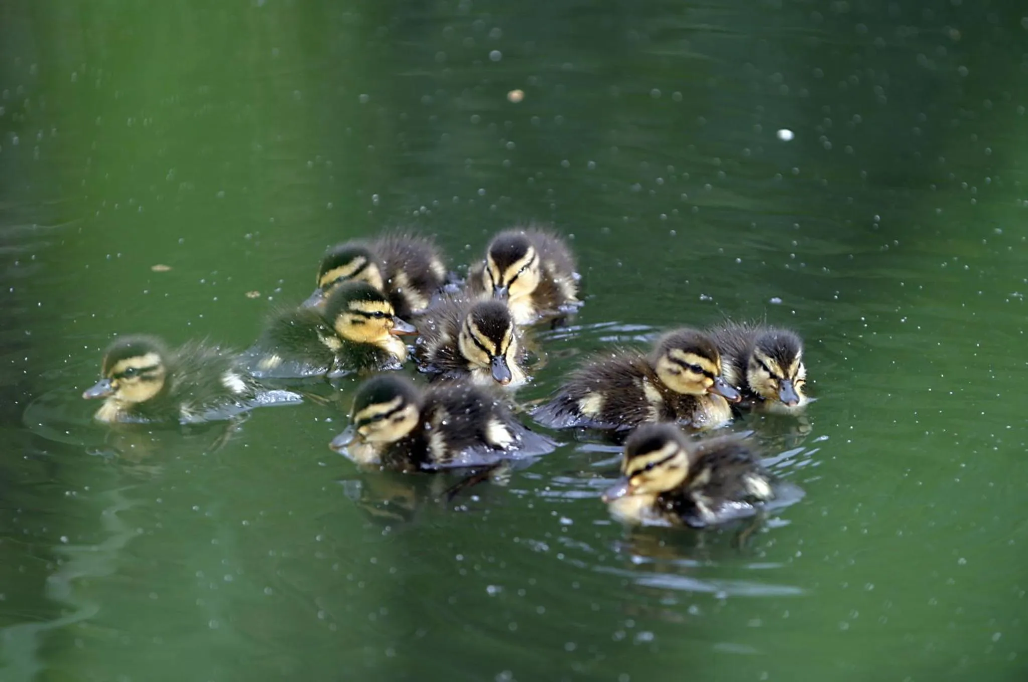 Animals in Seehotel Luisenhof