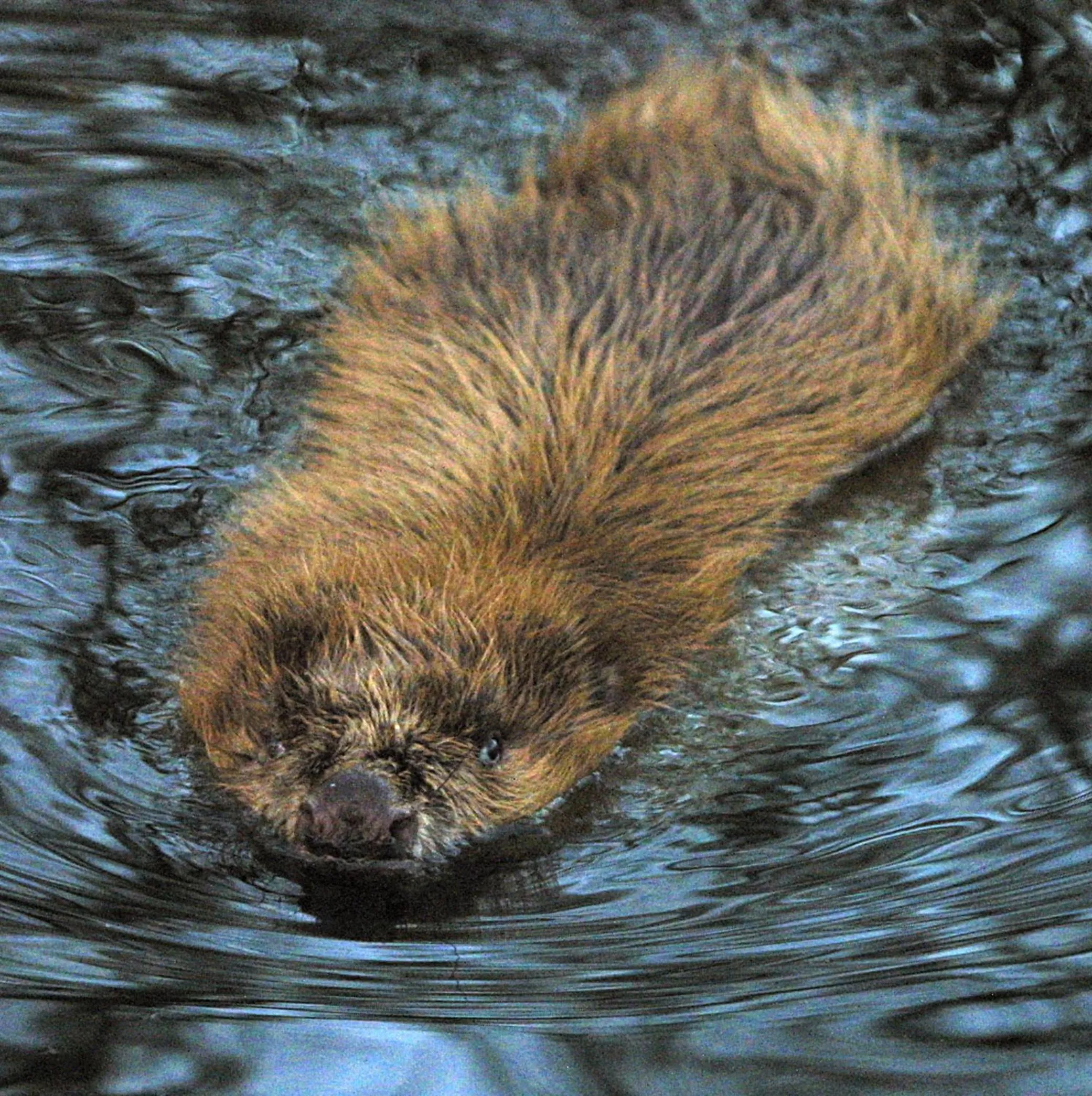 Animals in Seehotel Luisenhof