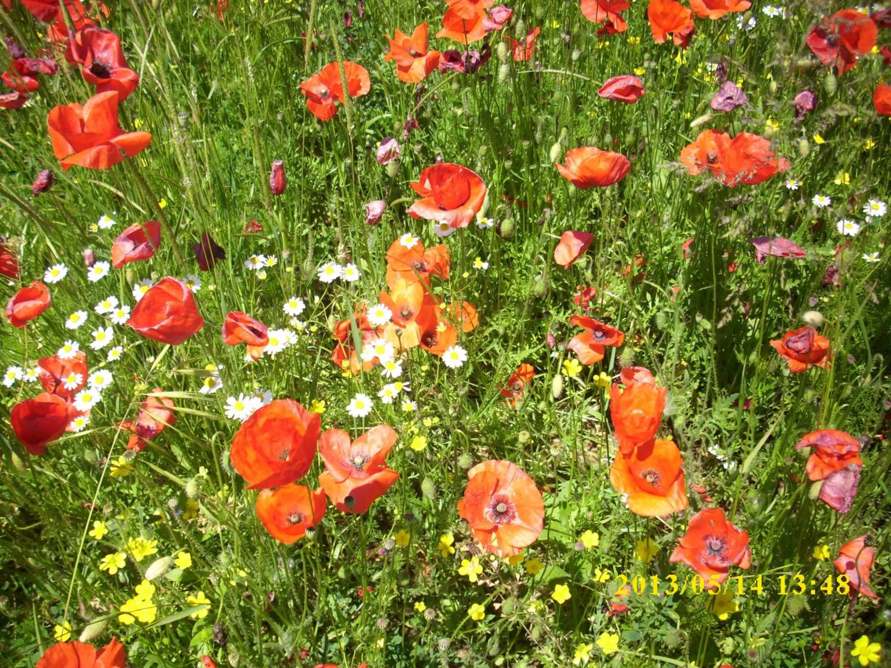 Spring in Residence Al Lago