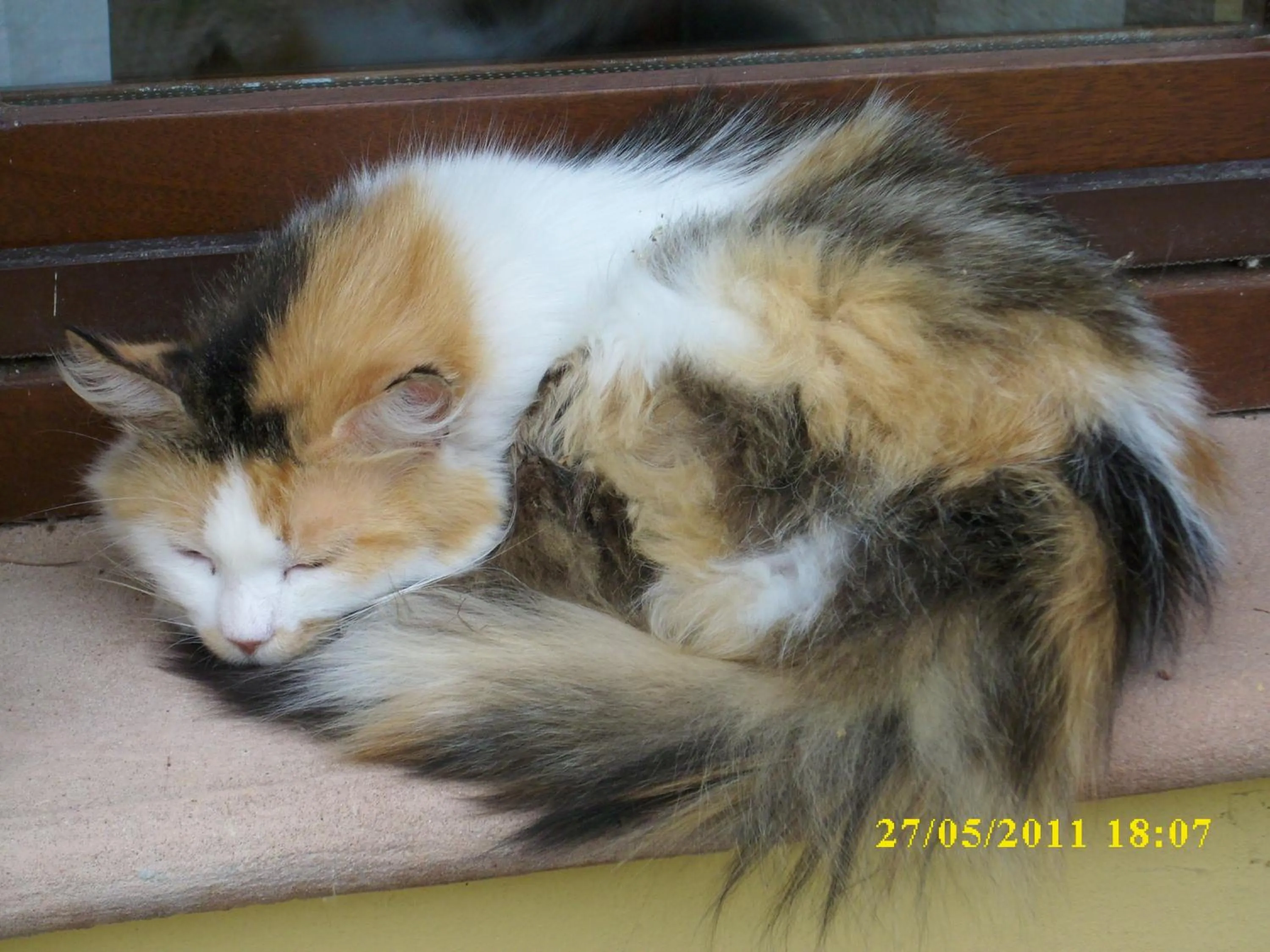 Pets in Residence Al Lago