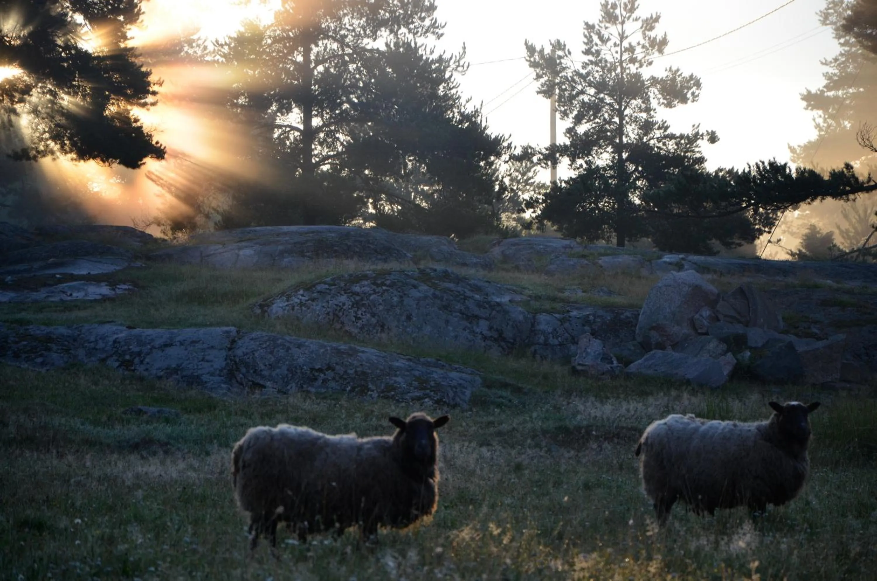 Hotel Nestor & Restaurant Back Pocket