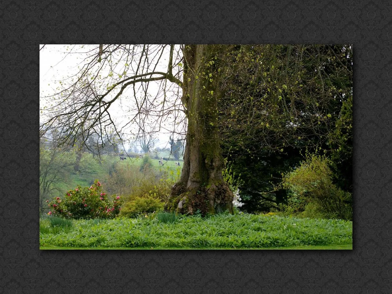 Garden in Langrish House