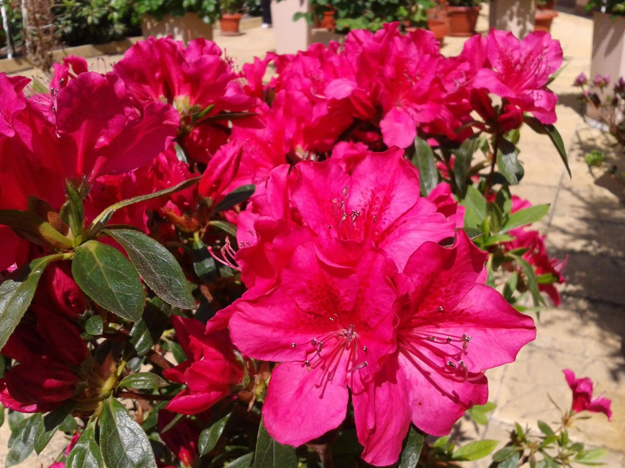 Garden in Hotel Chuchulev
