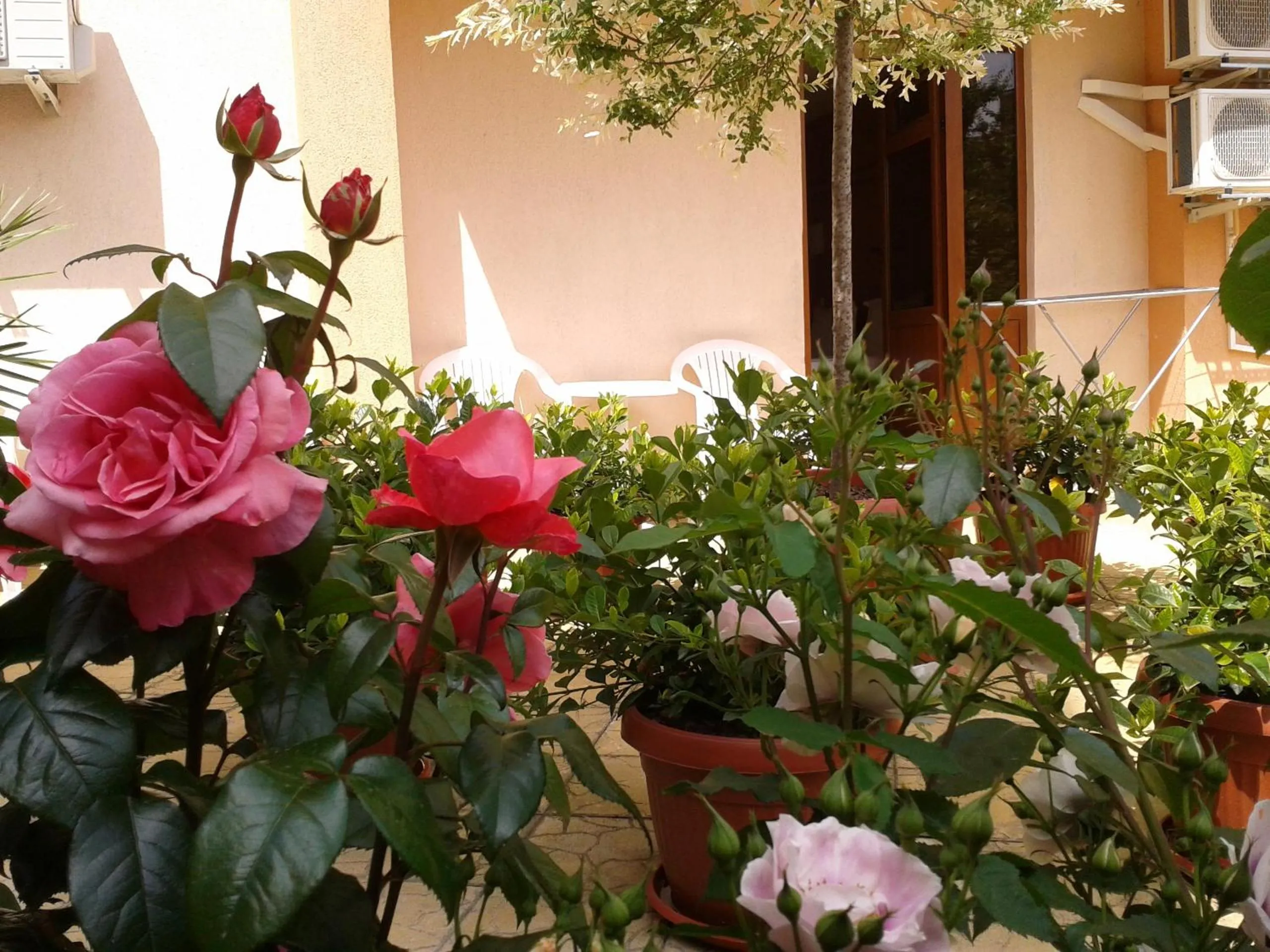 Garden in Hotel Chuchulev