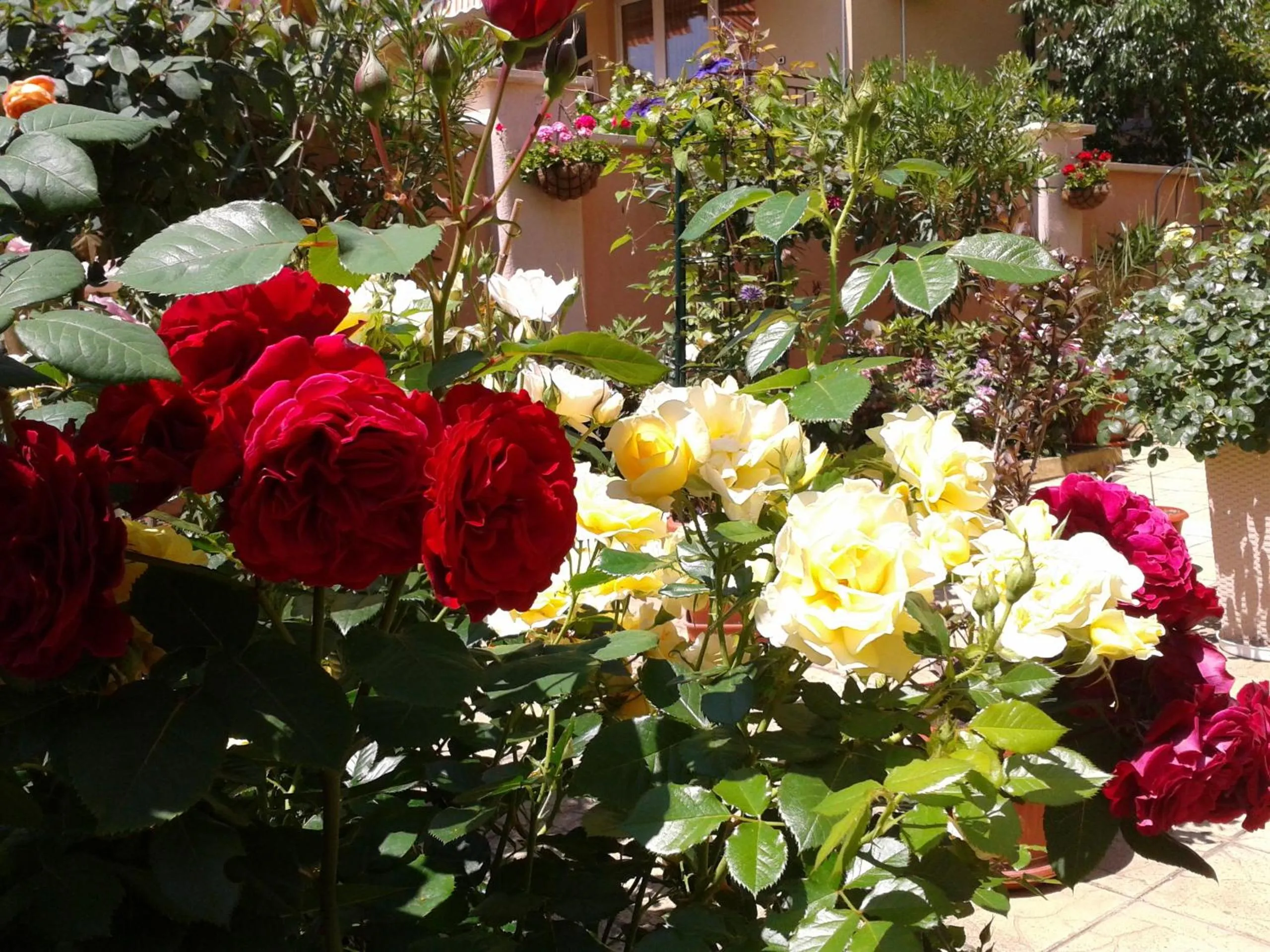 Garden in Hotel Chuchulev