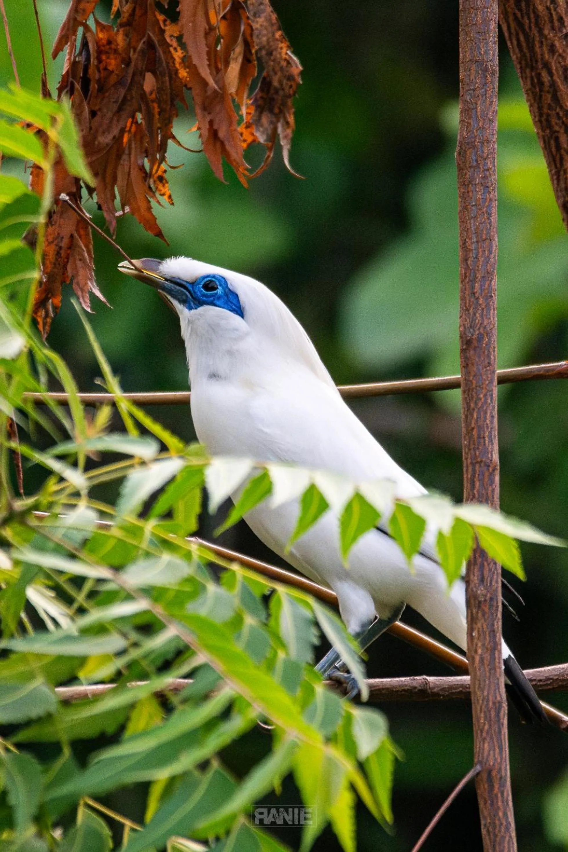 Day in NusaBay Menjangan