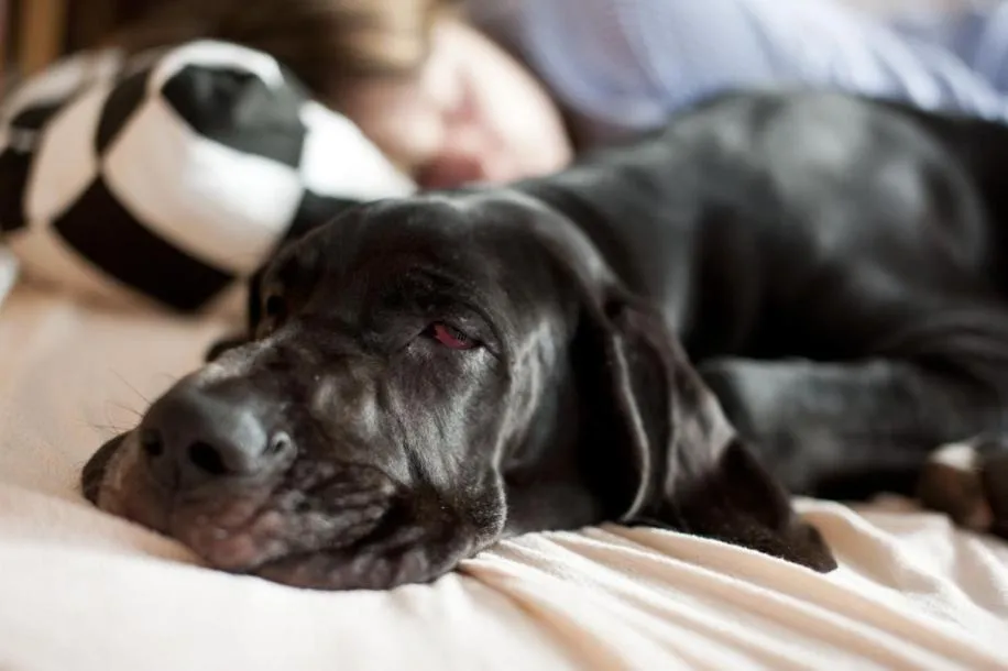 Pets in Pensjonat Pod Jemiołą