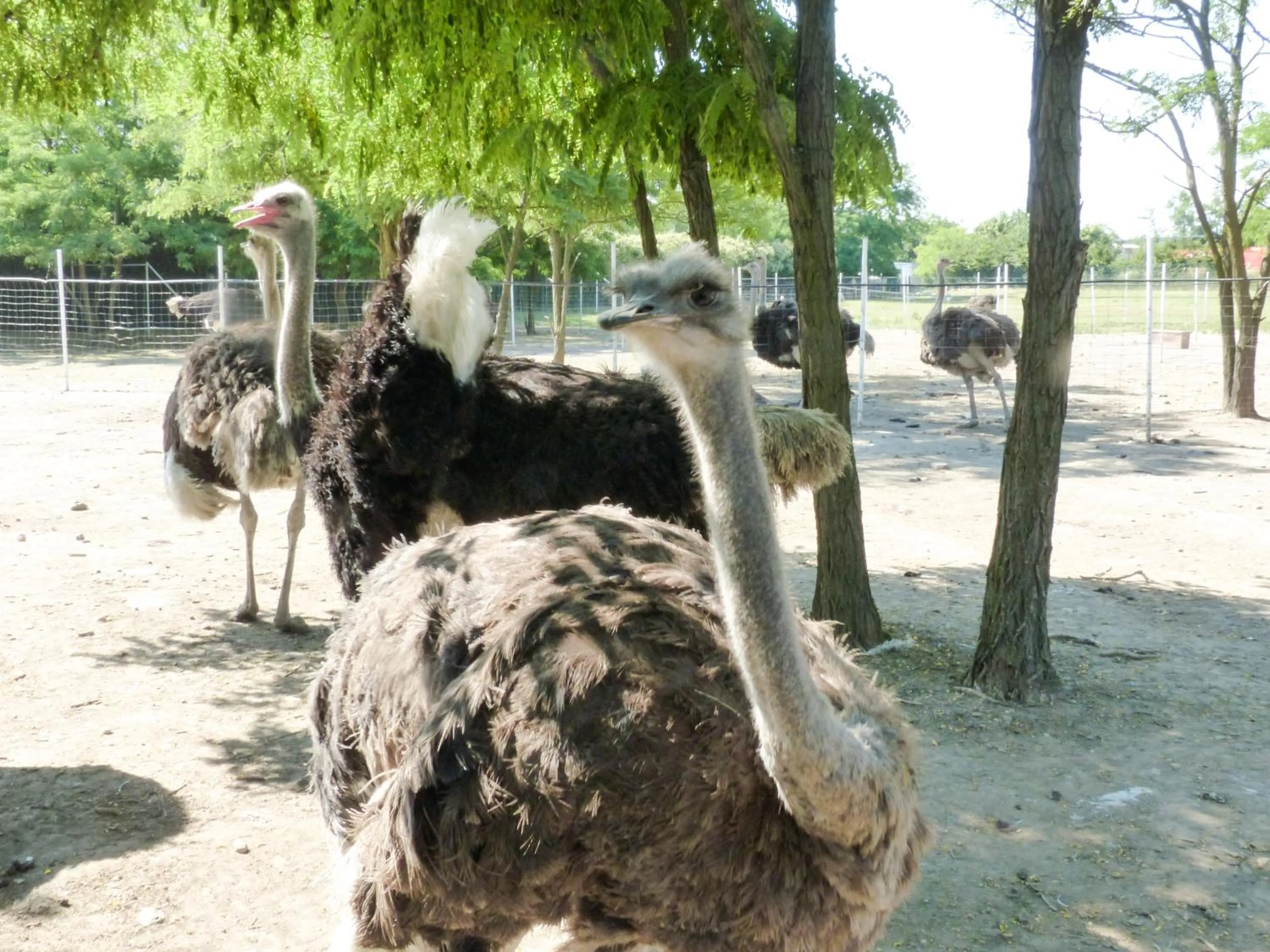 Animals in Agriturismo Dolce Luna