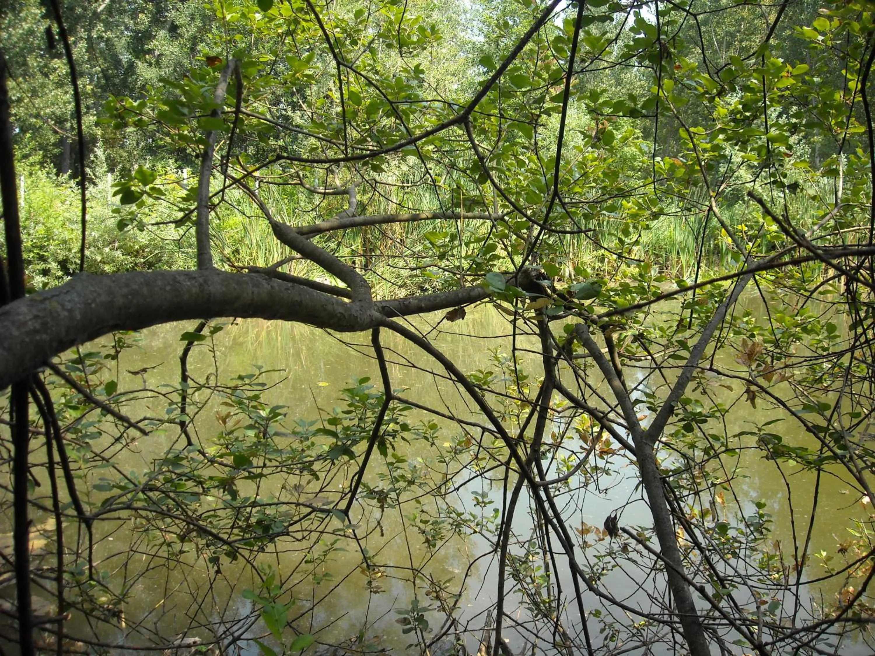 Natural landscape in Hotel Portici