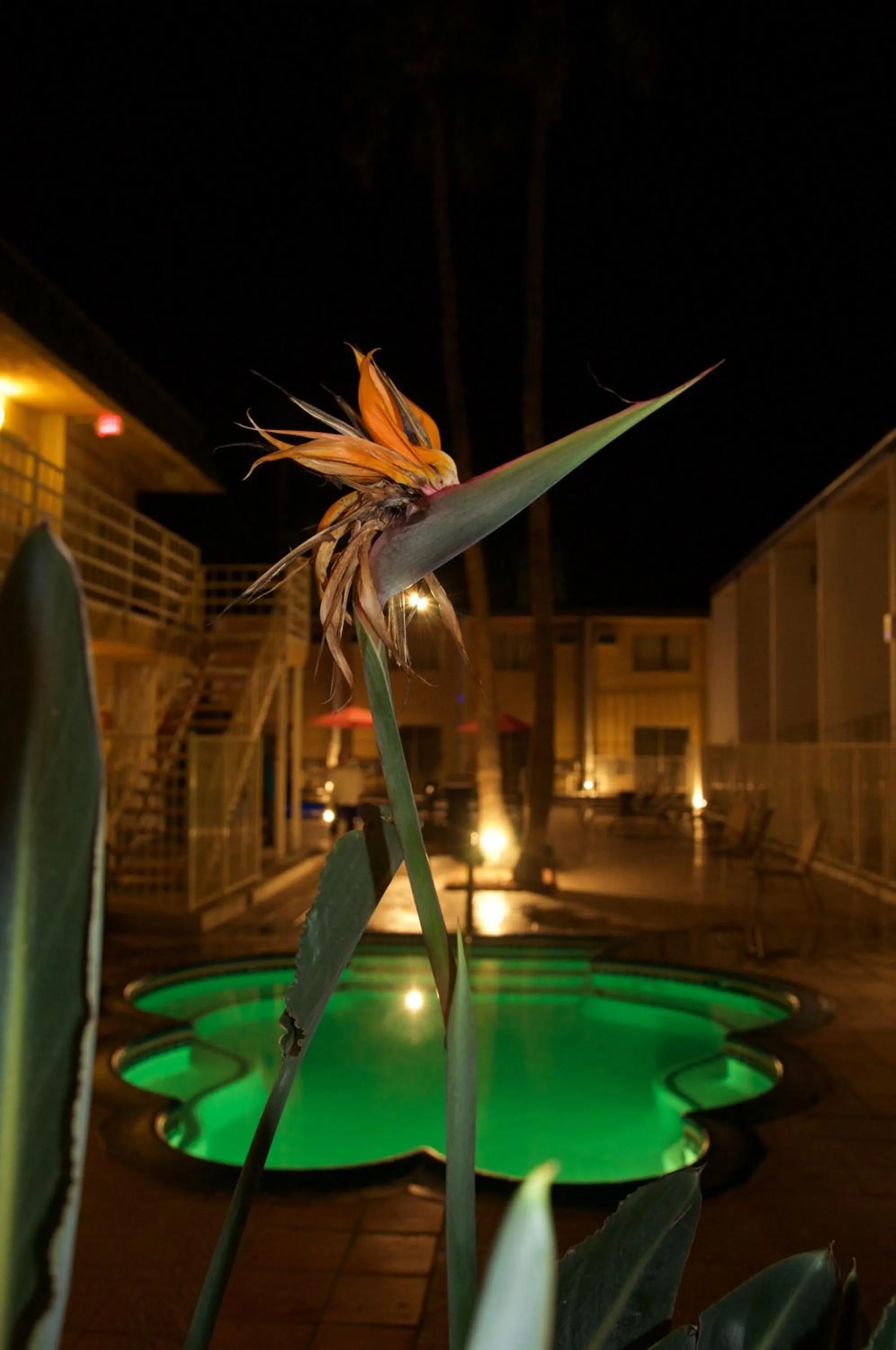 Night in Delos Reyes Palm Springs