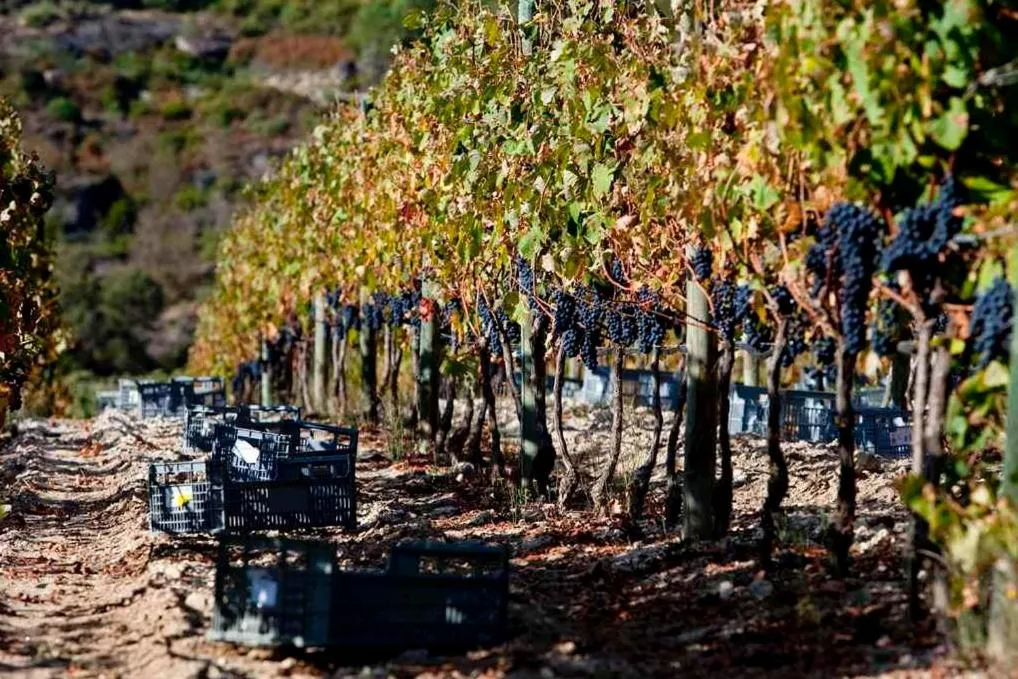 Other in Quinta do Medronheiro Hotel Rural