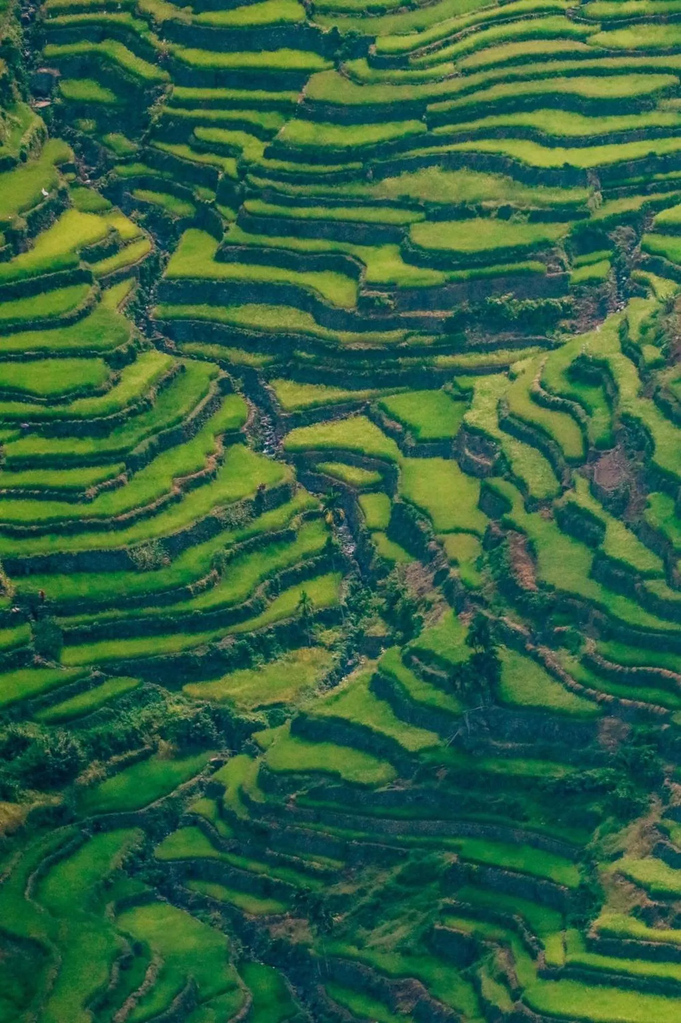 BATAD CRISTINA'S Main Village INN & Restaurant