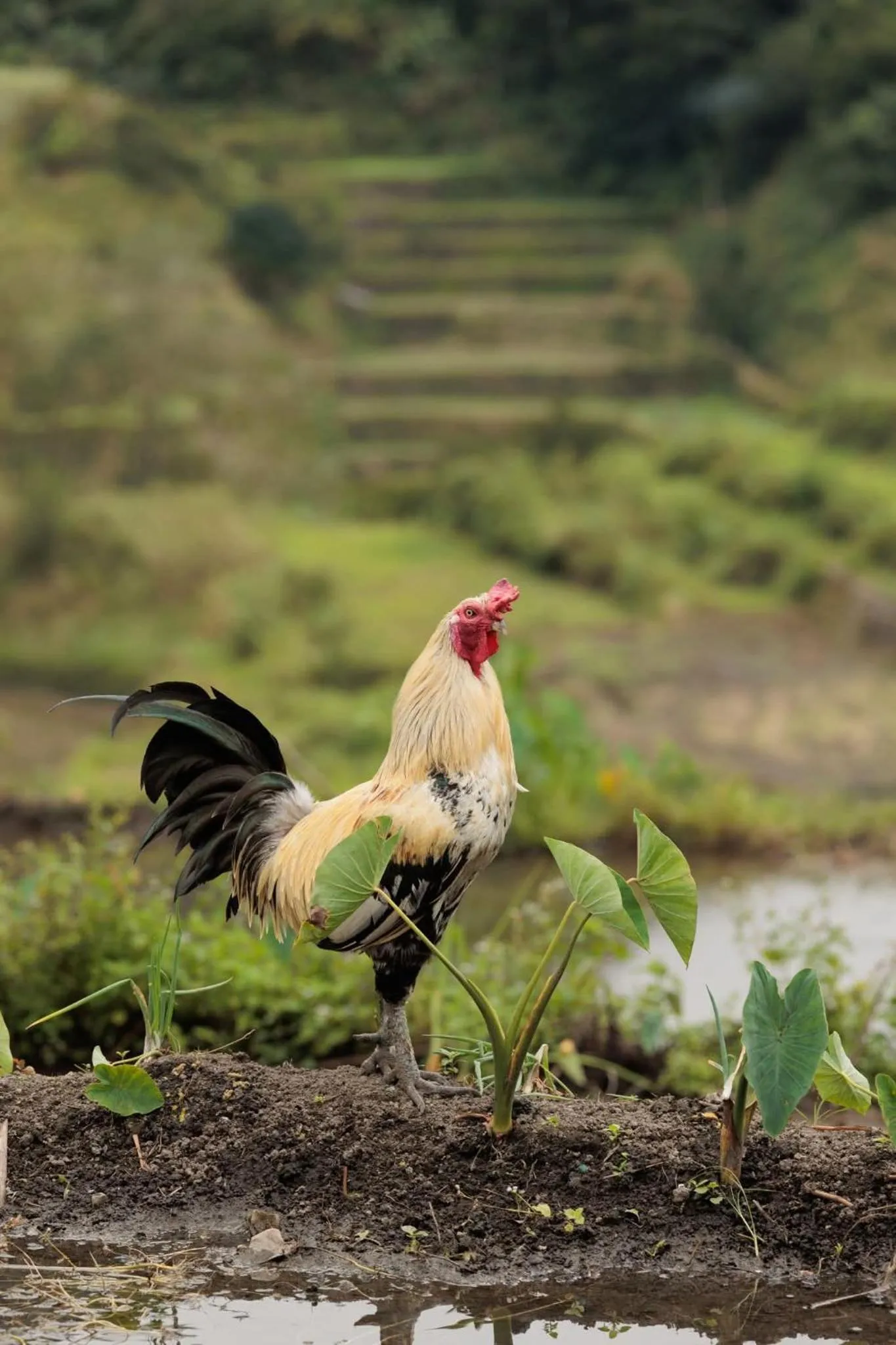 BATAD CRISTINA'S Main Village INN & Restaurant