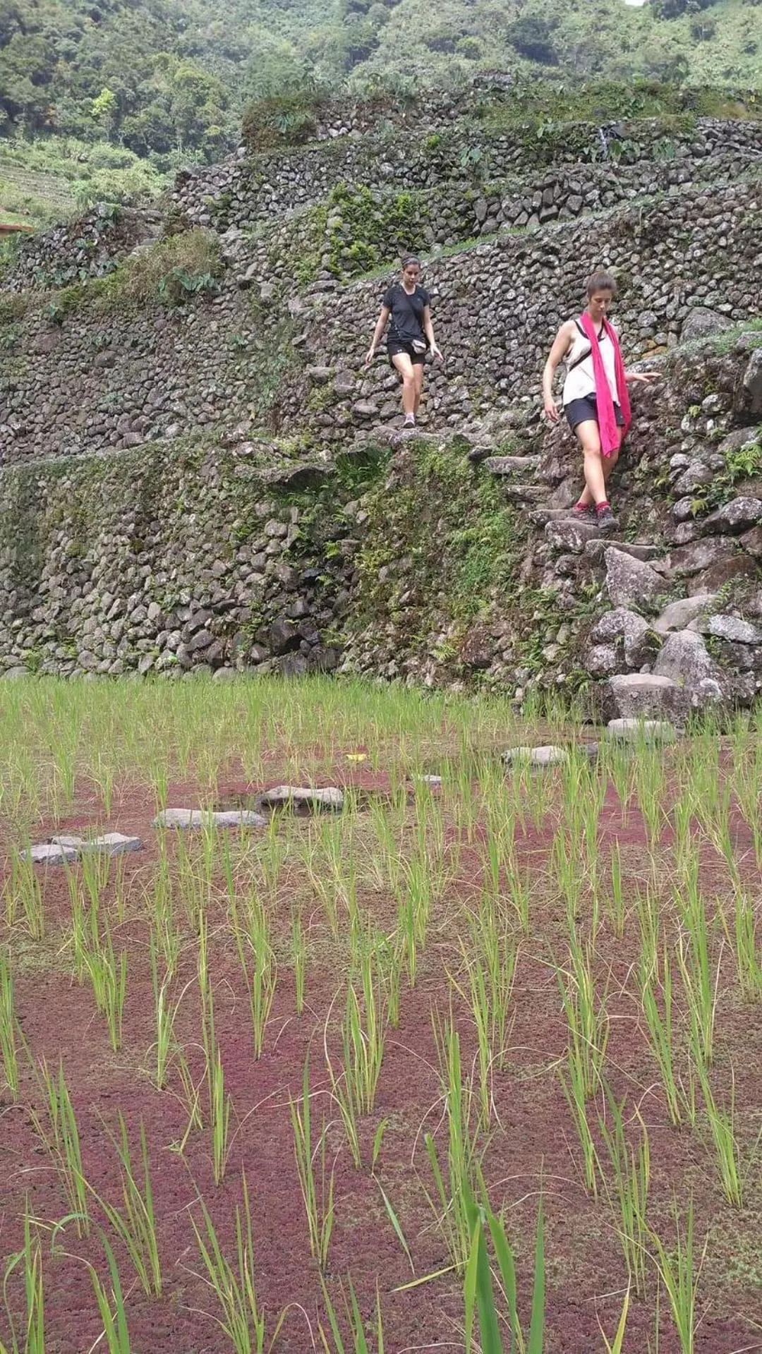 On site in BATAD CRISTINA'S Main Village INN & Restaurant