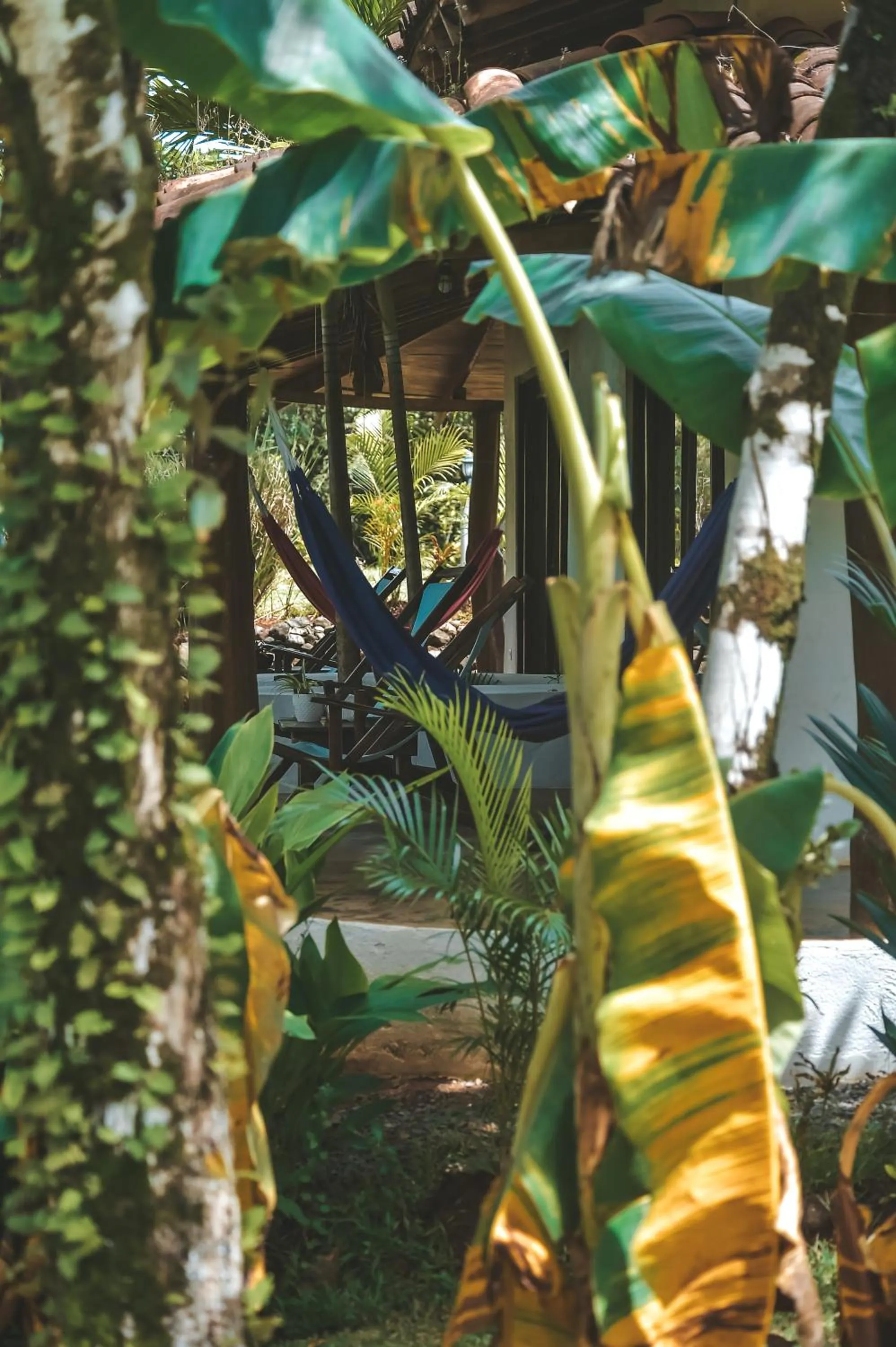 Garden view in Villa Coco