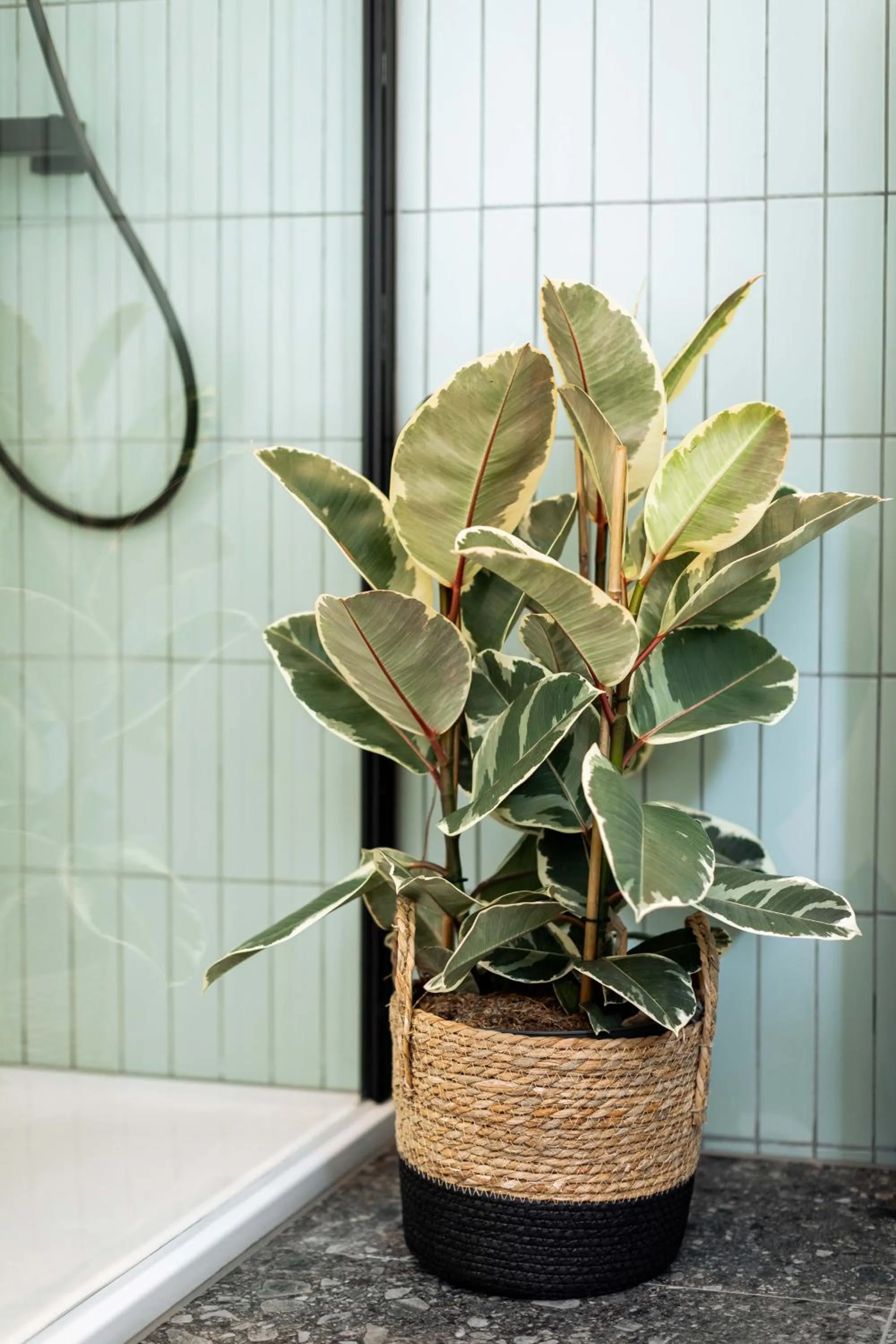Bathroom in Urban Jungle Apartments