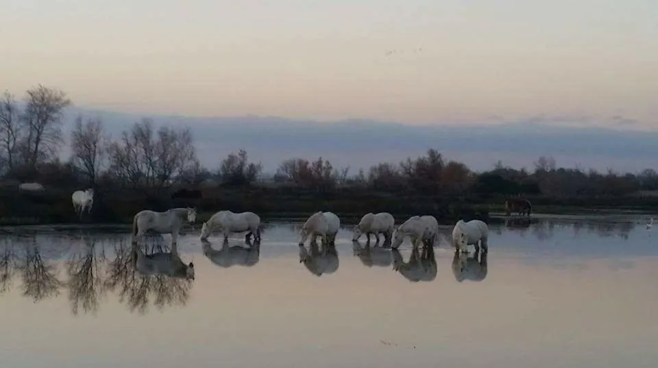 Activities in Le Mas d'Icard