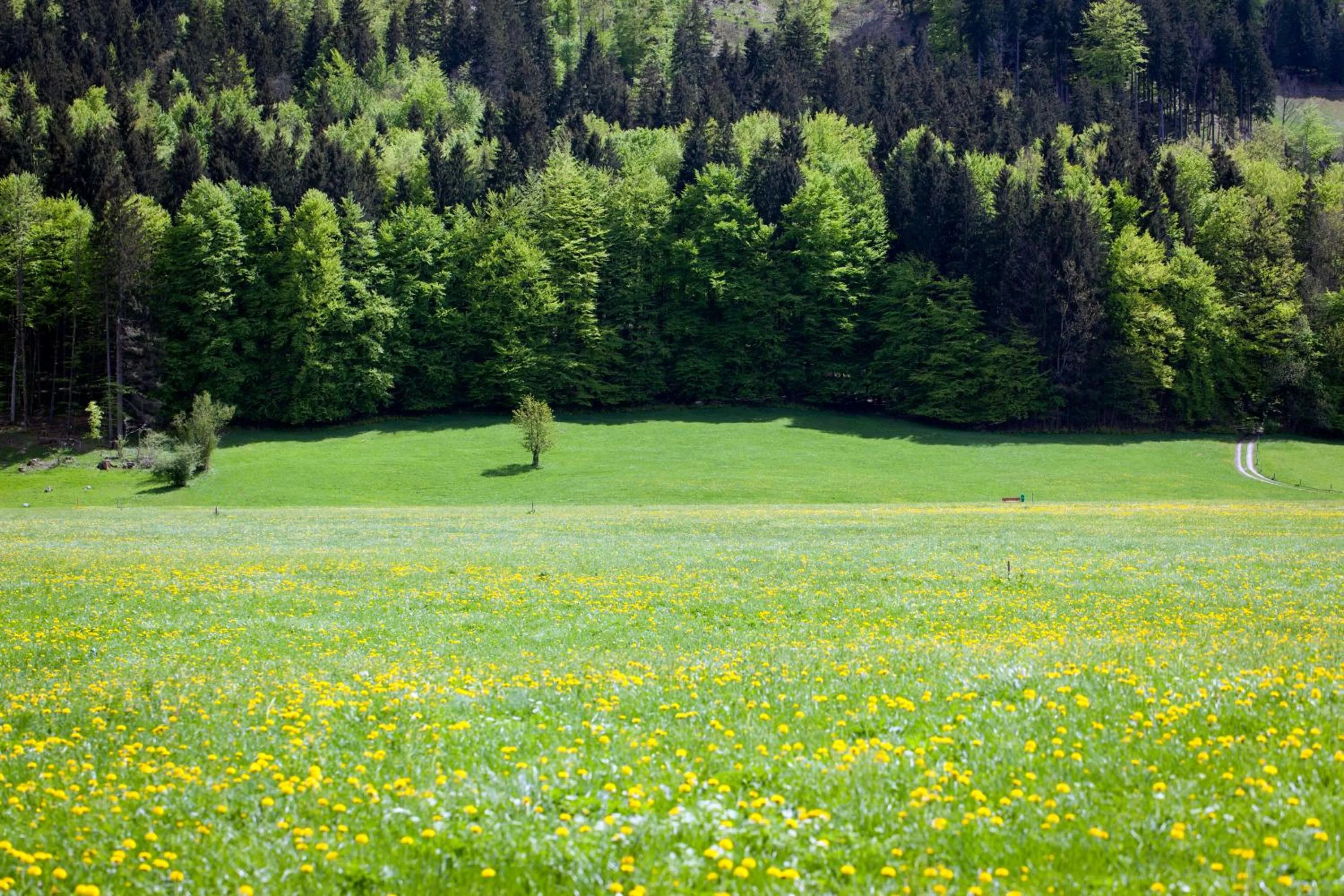 Hotel Bachmair Alpina