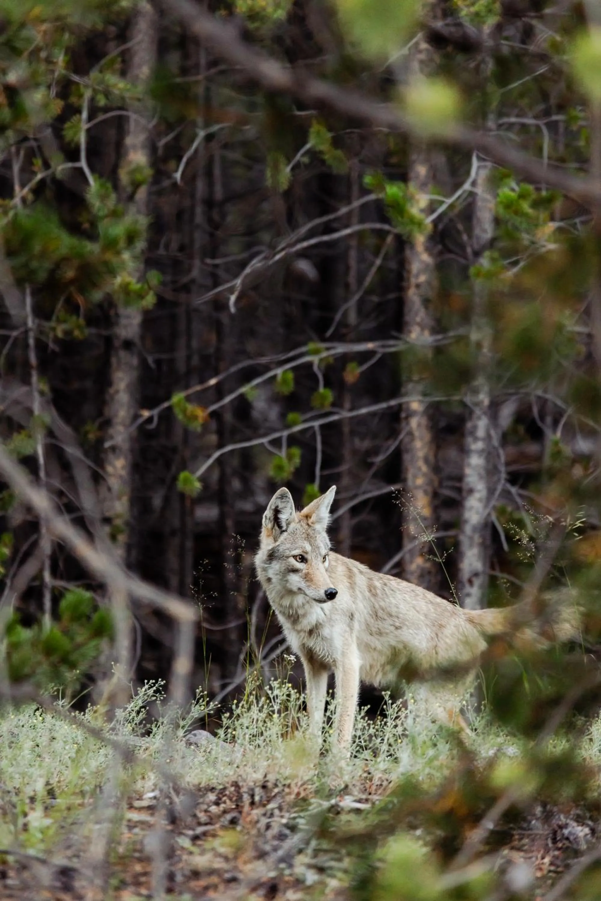 Natural landscape in Gray Wolf Inn & Suites