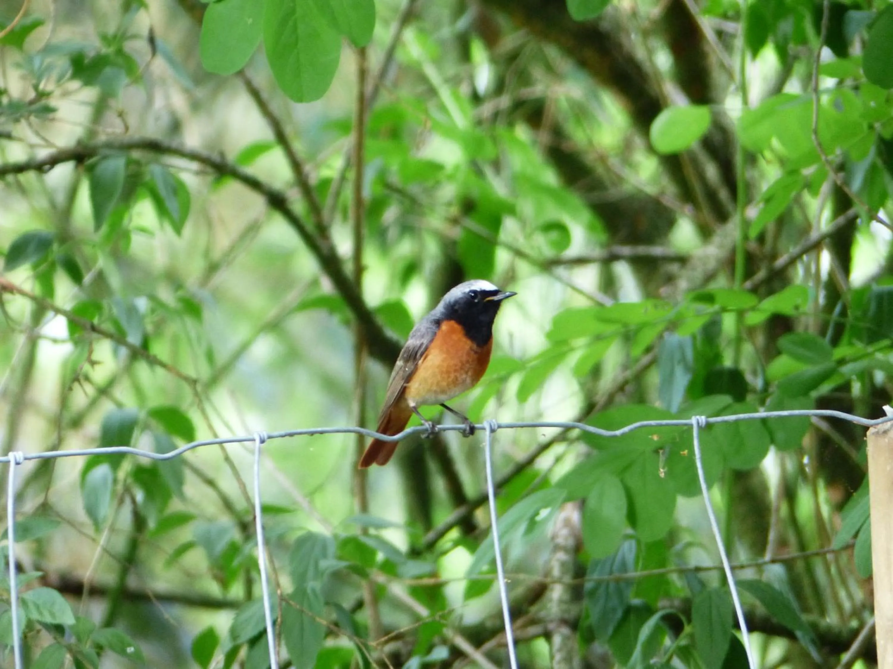 Animals in Herberg De Eexter Os