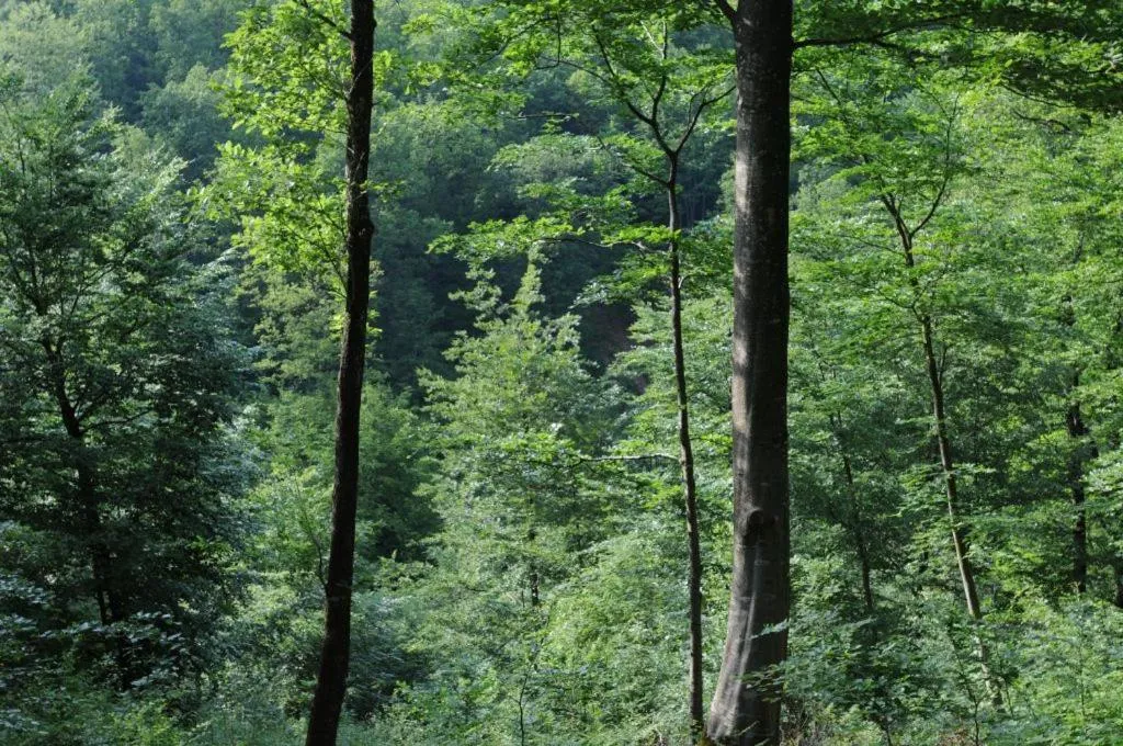 La maison du bûcheron