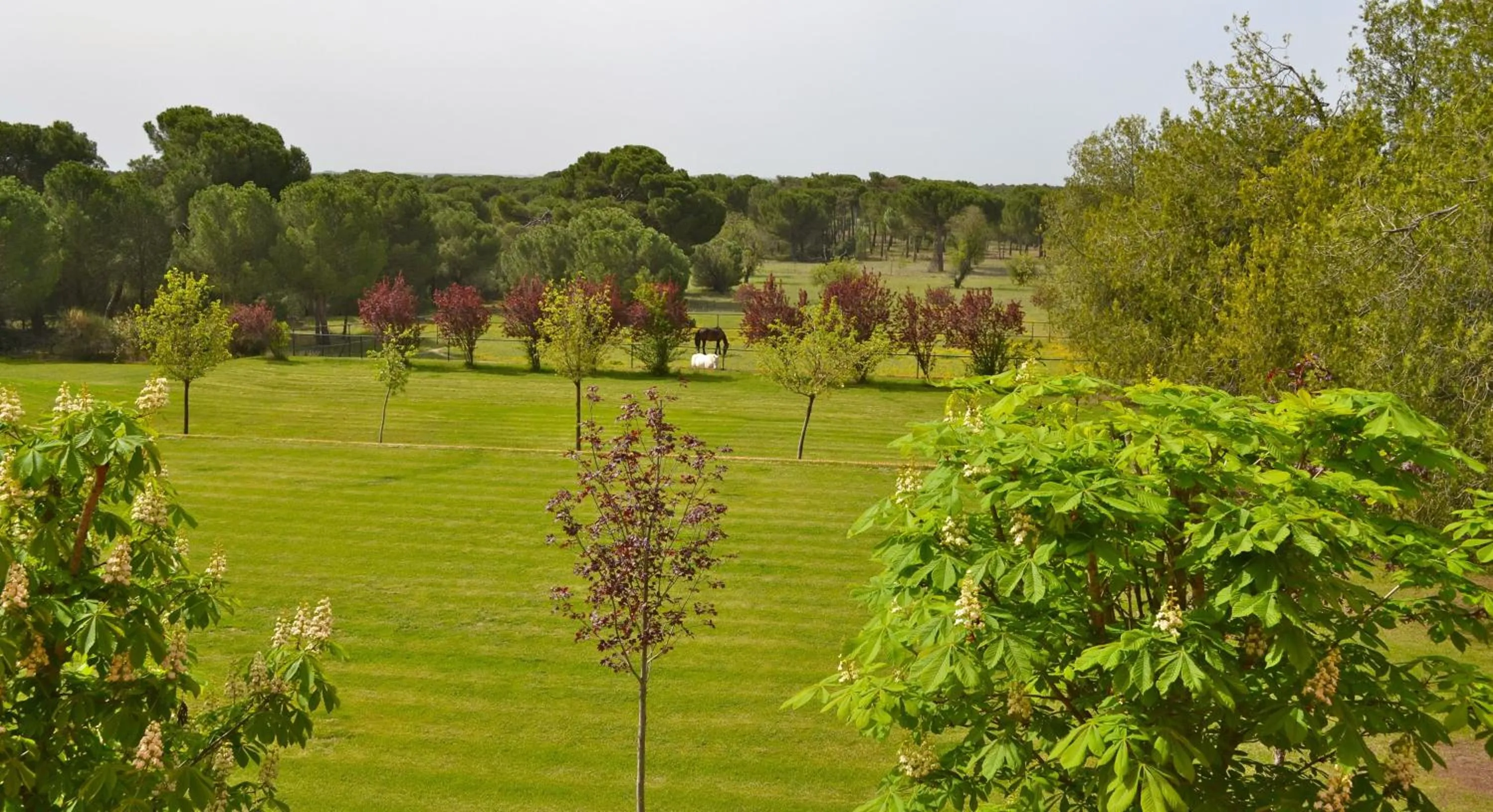 Garden in La Posada Real del Pinar