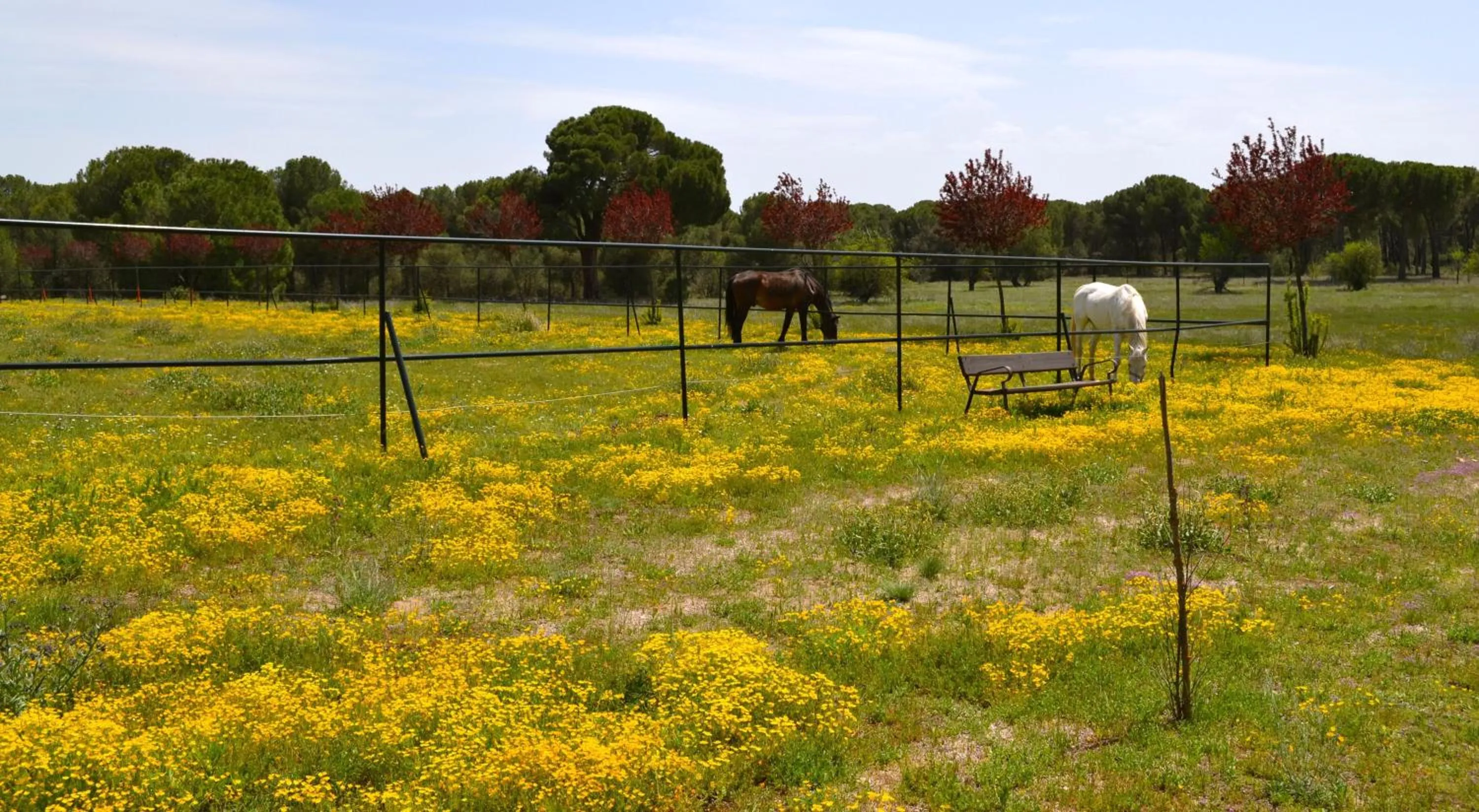 Garden in La Posada Real del Pinar