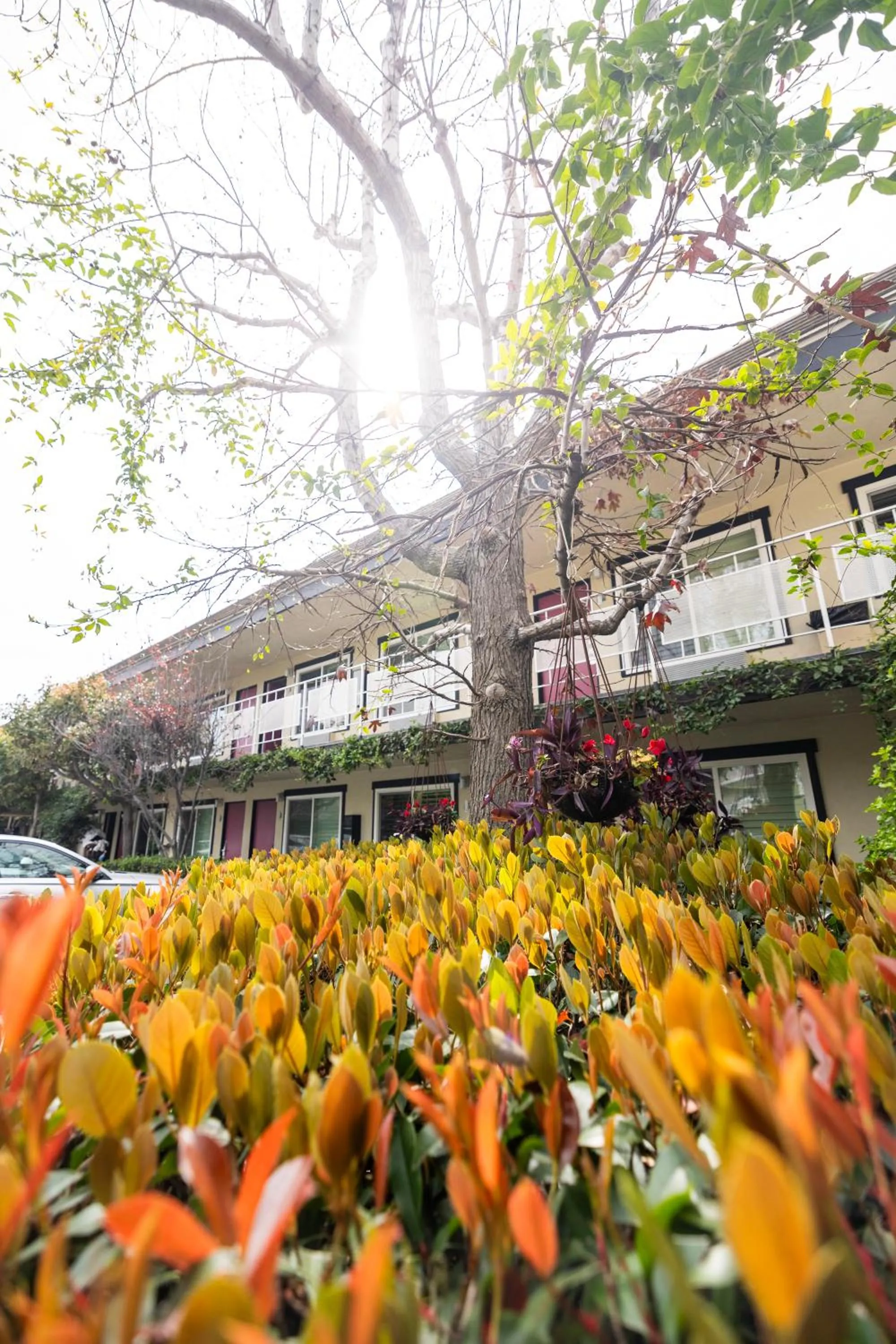 Alamo Inn and Suites - Convention Center