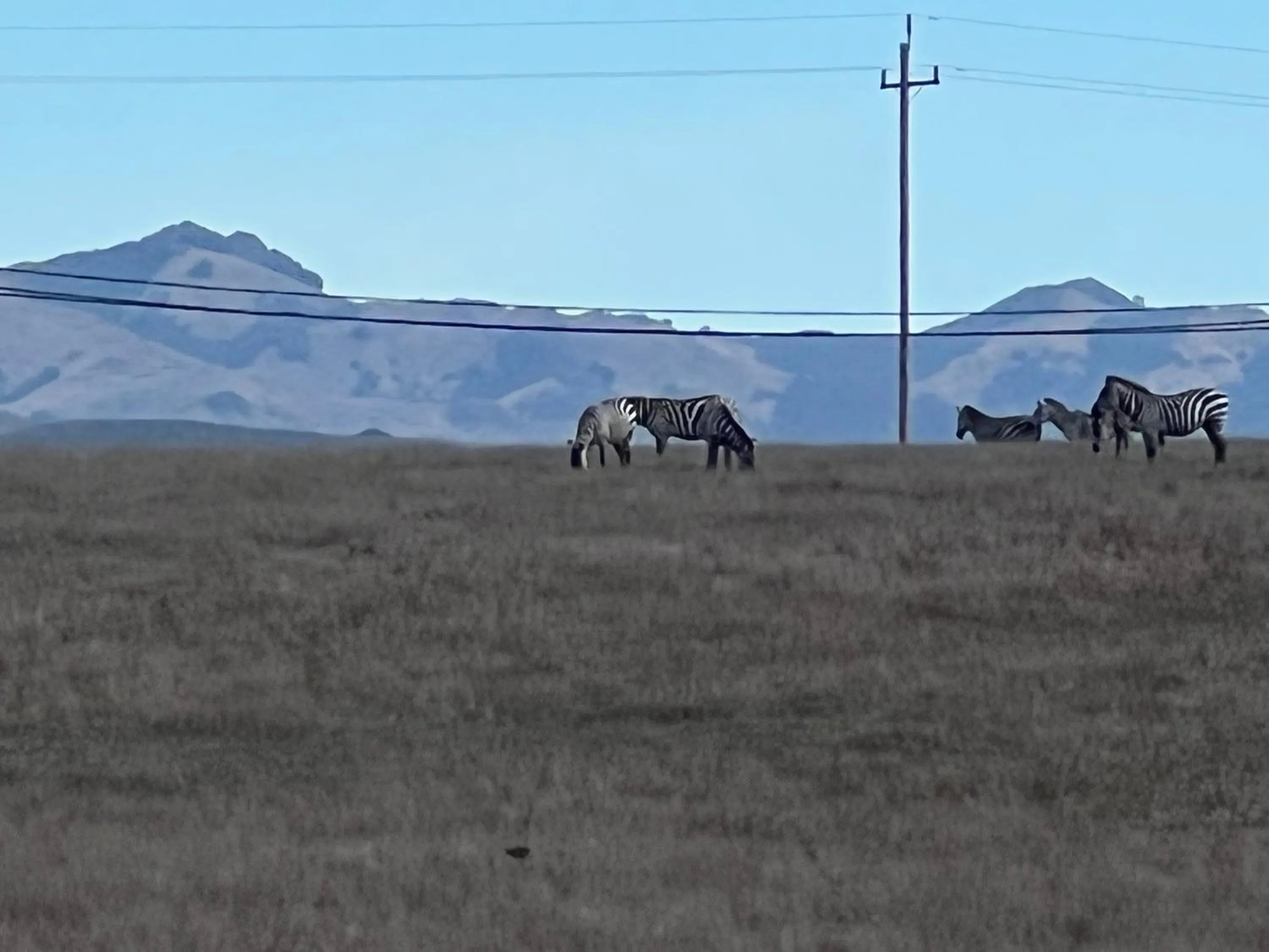 Animals in Pacific Coast Roadhouse - SureStay Collection by Best Western