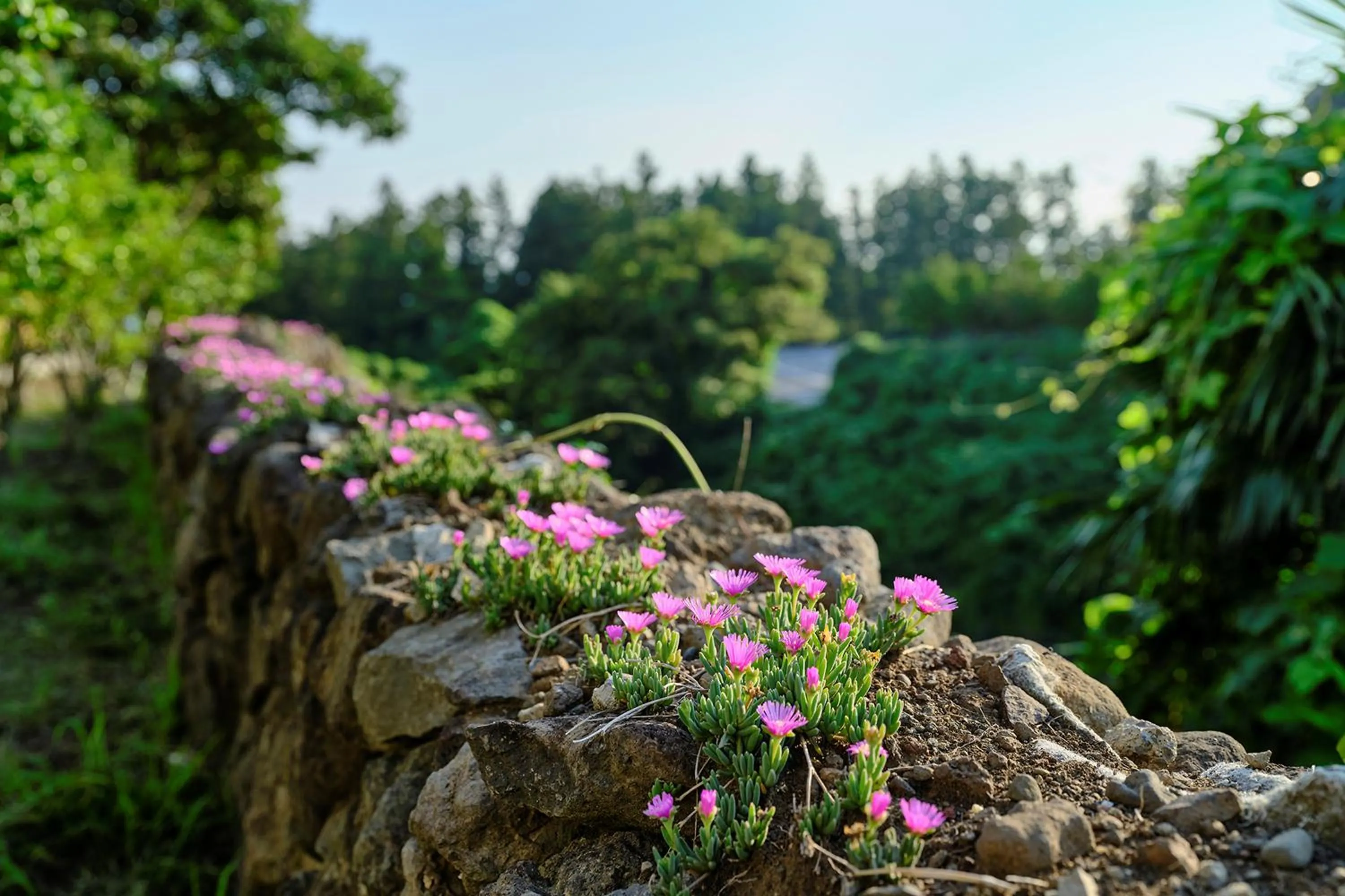 Garden in Shin Shin Hotel Jeju City