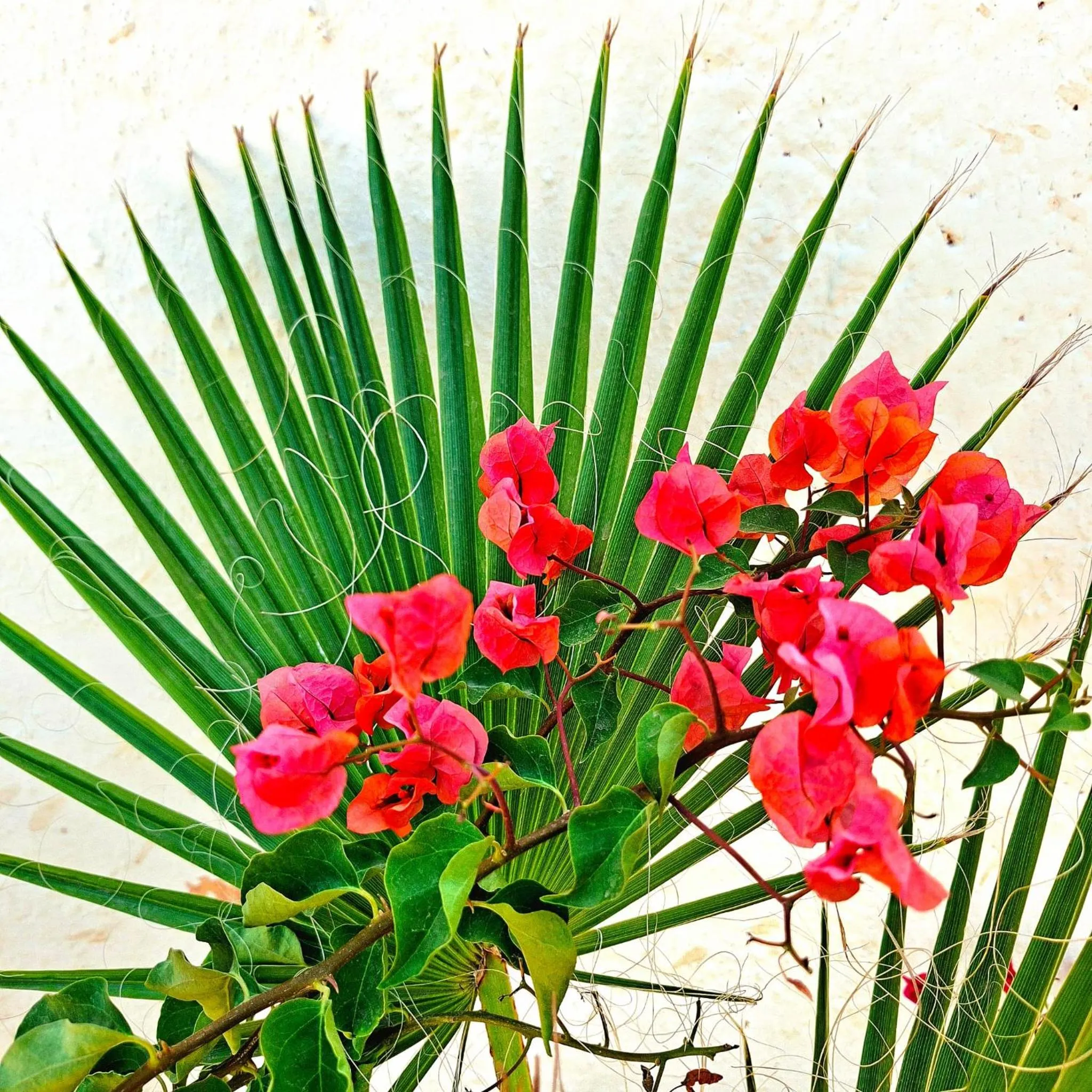 Patio in Riad Menthe Et Citron