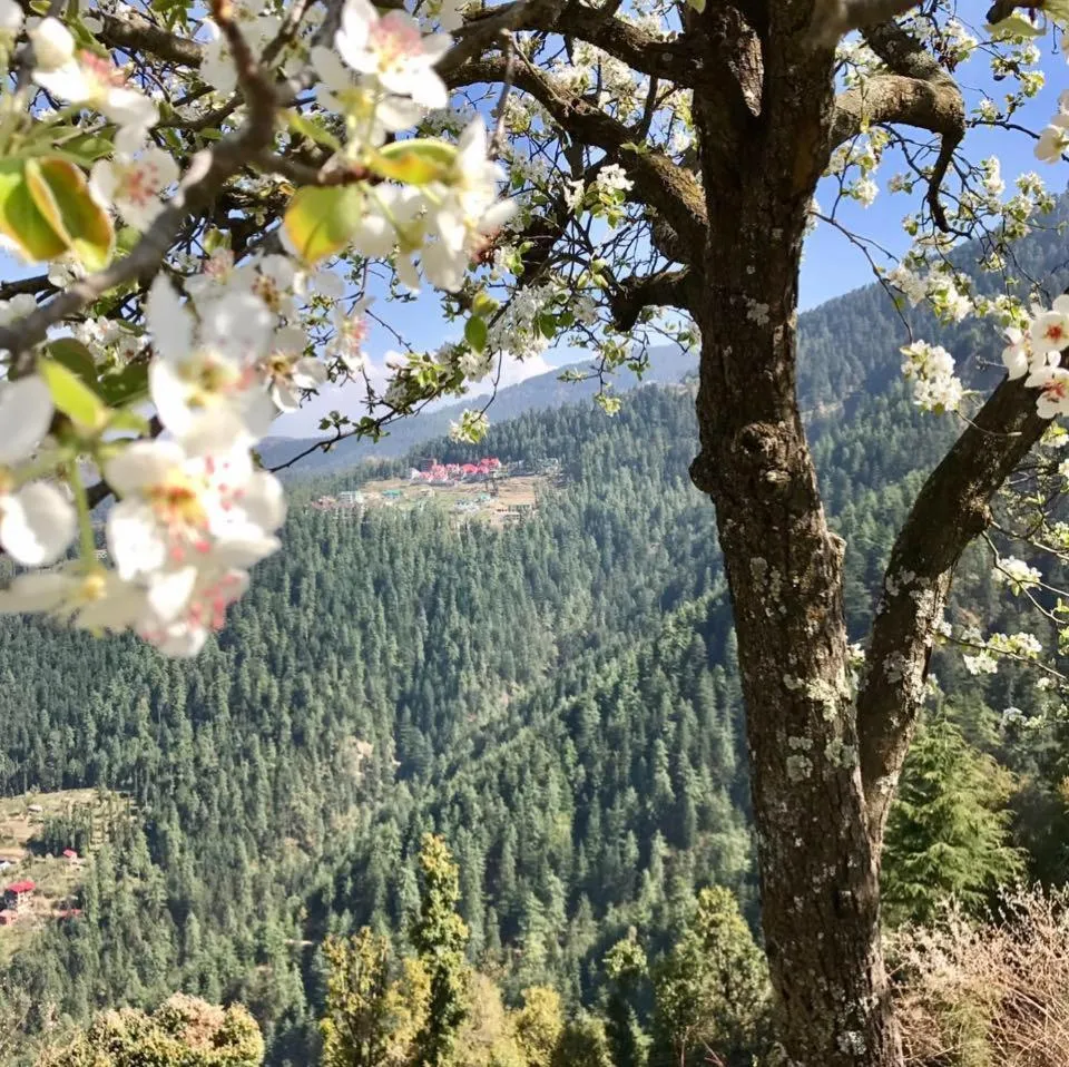 Mountain view in Mahasu House