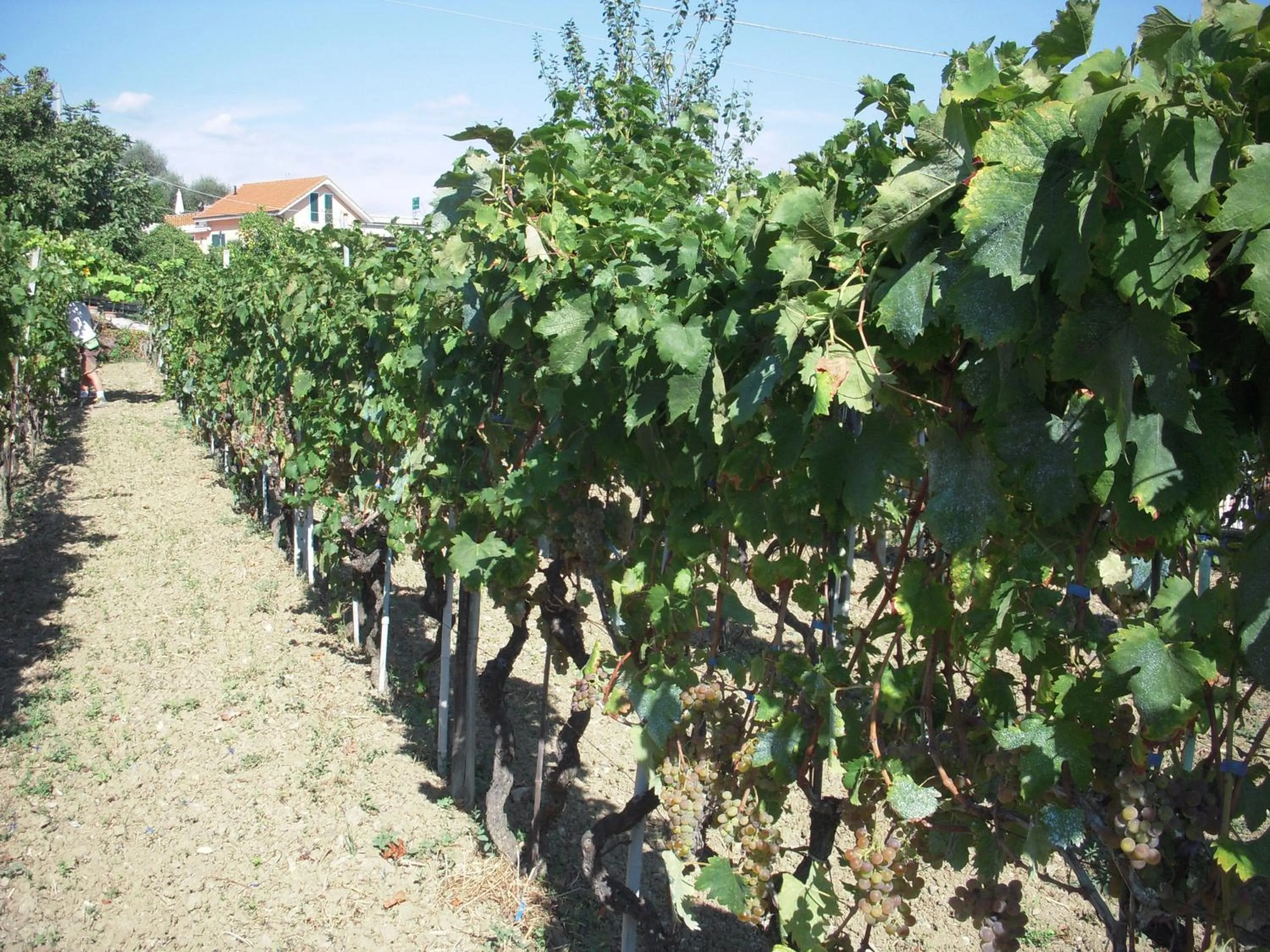 Natural landscape in Residence Hotel Edy