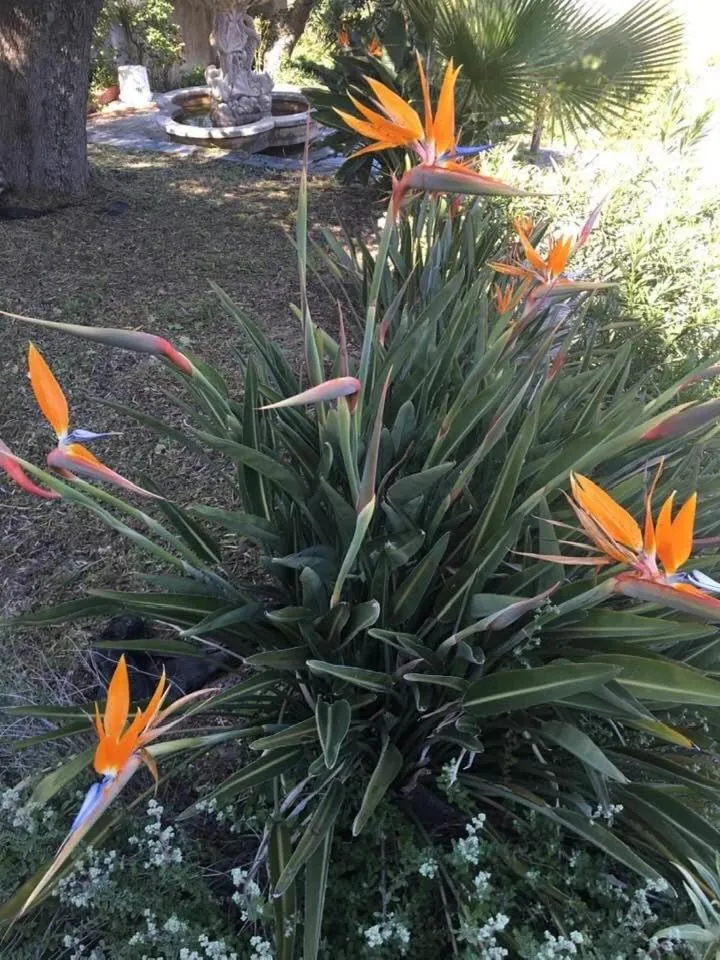 Garden in Residence Hotel Edy